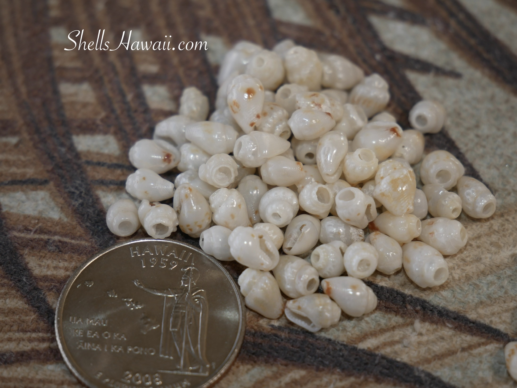 Pile of Momi shells from Niʻihau with a subtle blue tint, separated during color sorting to show natural variation in Niʻihau shells used for Pikake and Hawaiian shell jewelry designs