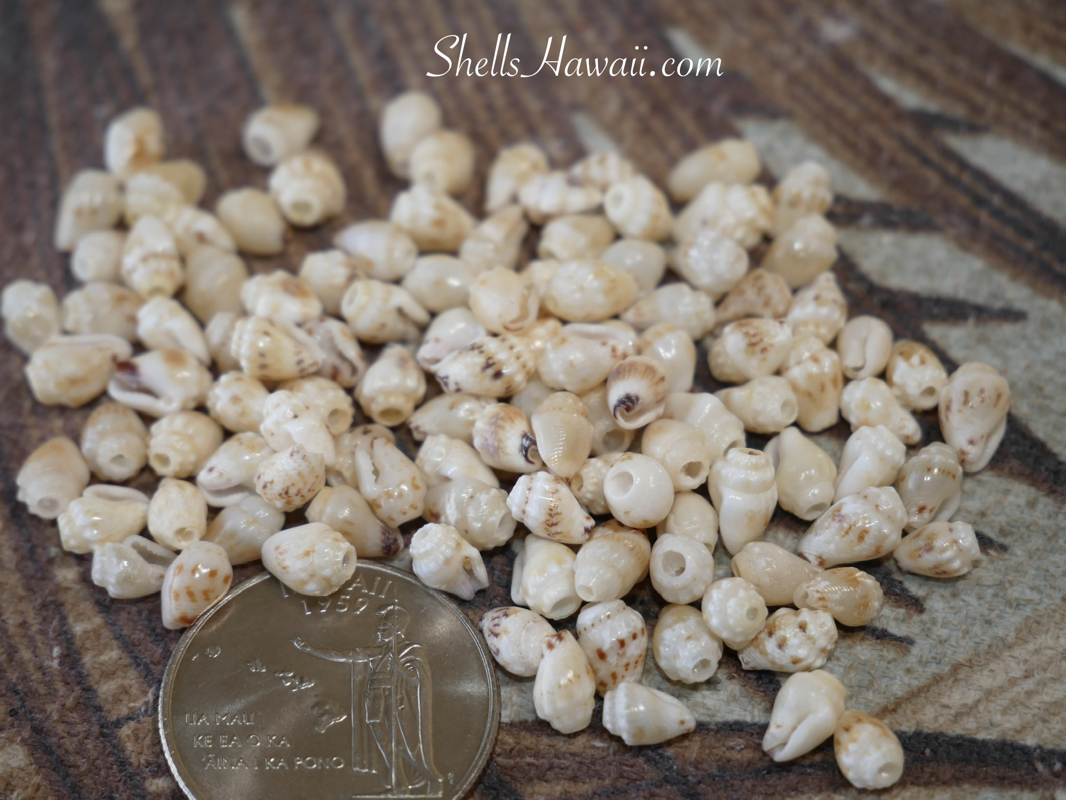 Grouped Momi shells from Niʻihau placed beside a coin for scale, highlighting natural size variation, shell openings, and subtle pattern differences used when sorting shells for Niʻihau jewelry making