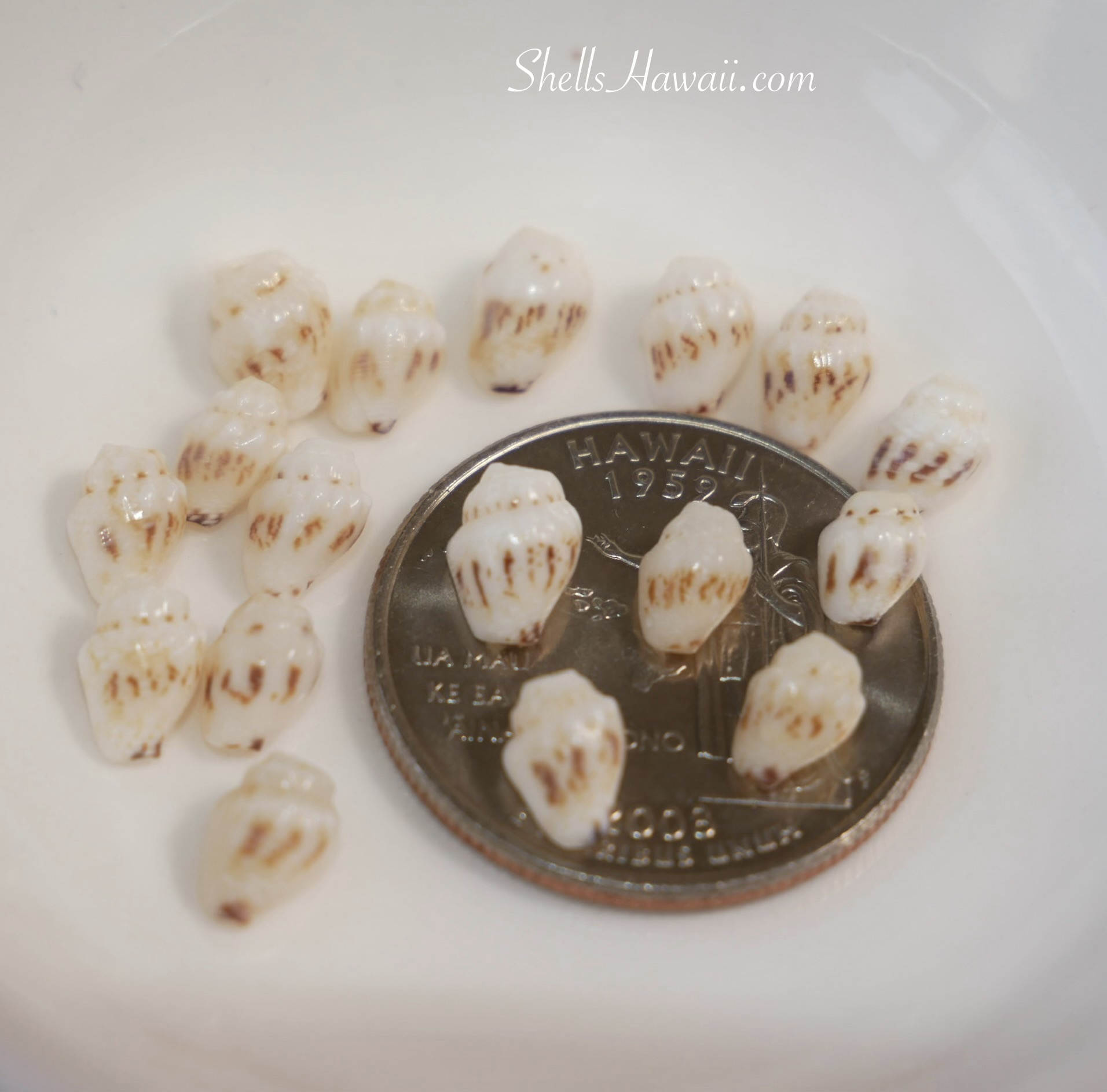Close-up of selected Momi shells from Niʻihau arranged beside a coin for scale, highlighting stronger brown markings and striped patterns used when sorting shells for Pikake and Hawaiian shell jewelry designs