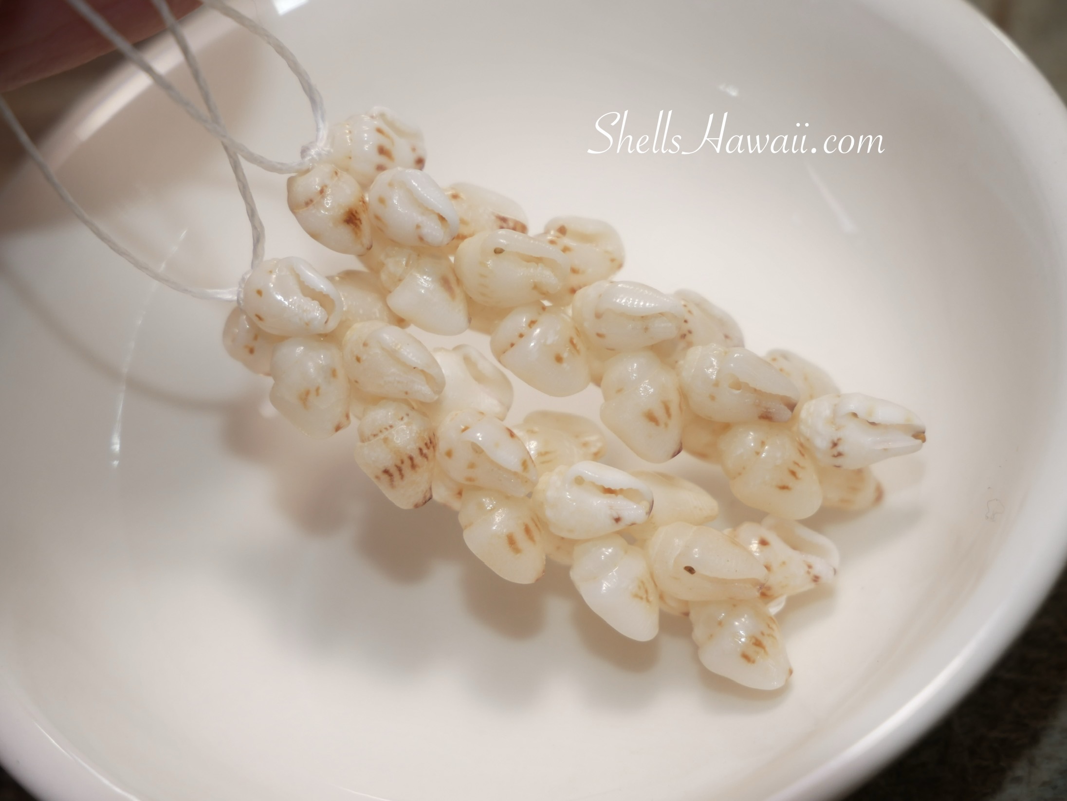 Pikake style Niʻihau shell earrings made with carefully sorted Momi shells, selected by color and natural pattern, showing the final step after sorting before new 2026 creations are added to ShellsHawaii.com.