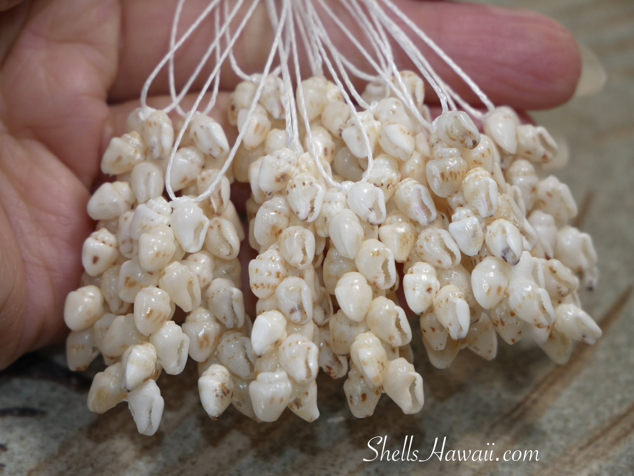 Group of Pikake style Niʻihau shell earrings made with Momi shells, showing how sorted shell colors and natural patterns come together after the selection process, part of my 2026 ShellsHawaii creations.