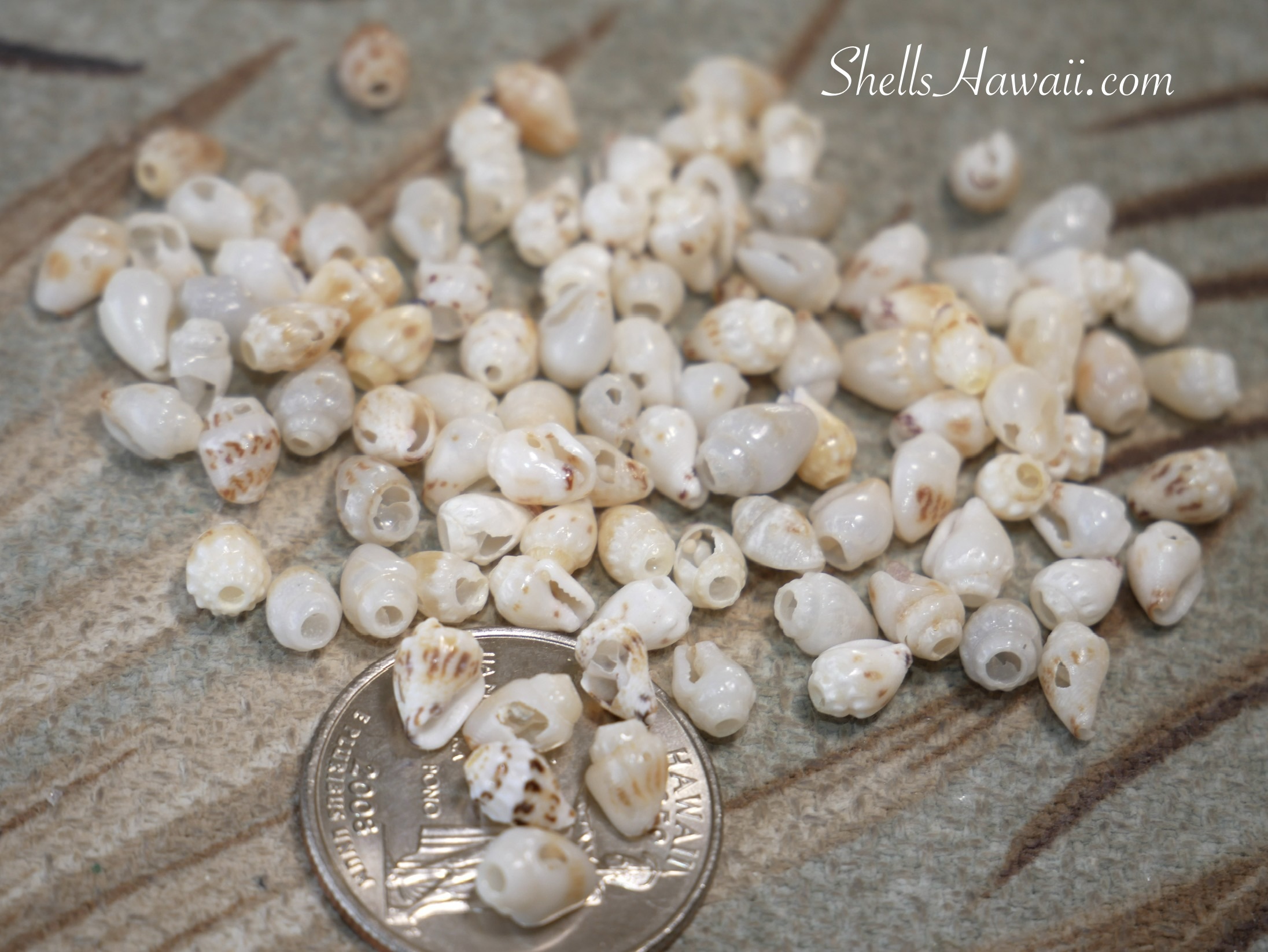 Imperfect Niʻihau Momi shells sorted out during the shell selection process, shown beside a coin for scale, highlighting natural flaws and why careful sorting matters in Niʻihau shell jewelry making