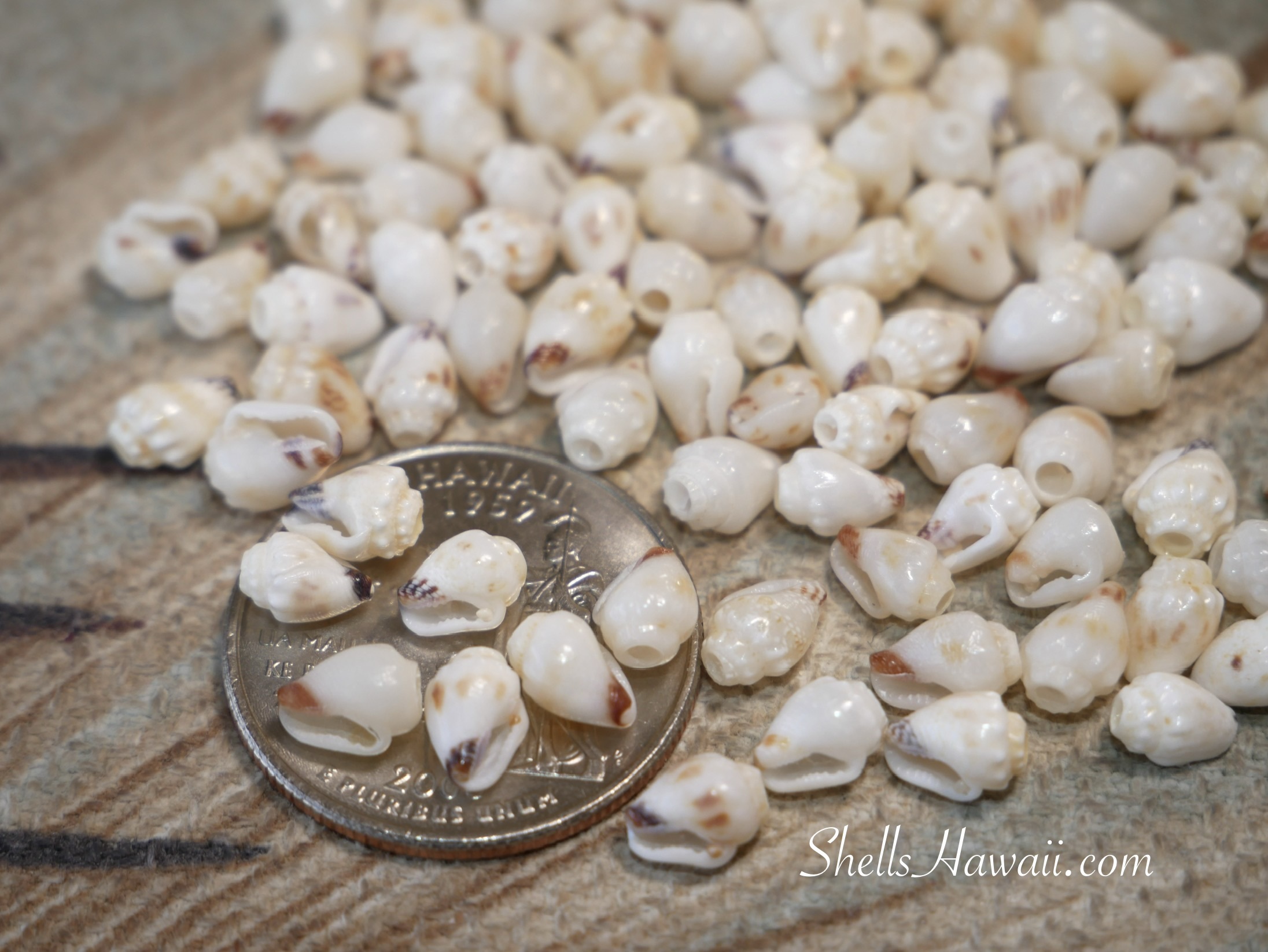 Close-up of Niʻihau Momi shells with red and black waha openings, shown beside a coin for scale, highlighting natural color variation used when sorting shells for Niʻihau shell jewelry