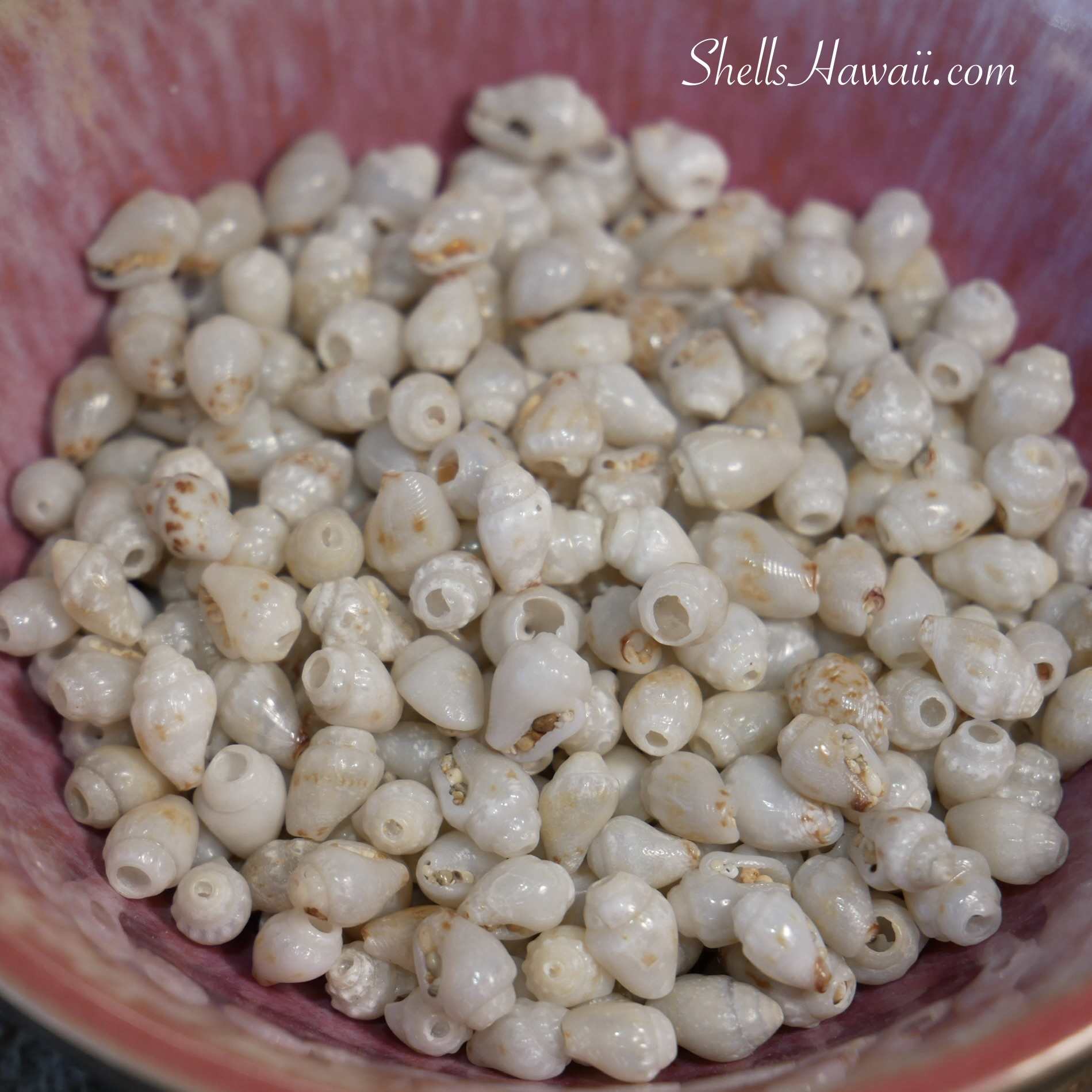 Close-up of small Momi shells collected in a bowl, showing sand tightly packed inside the waha of several shells, highlighting one of the common challenges that requires extra cleaning and sorting before using them in jewelry.
