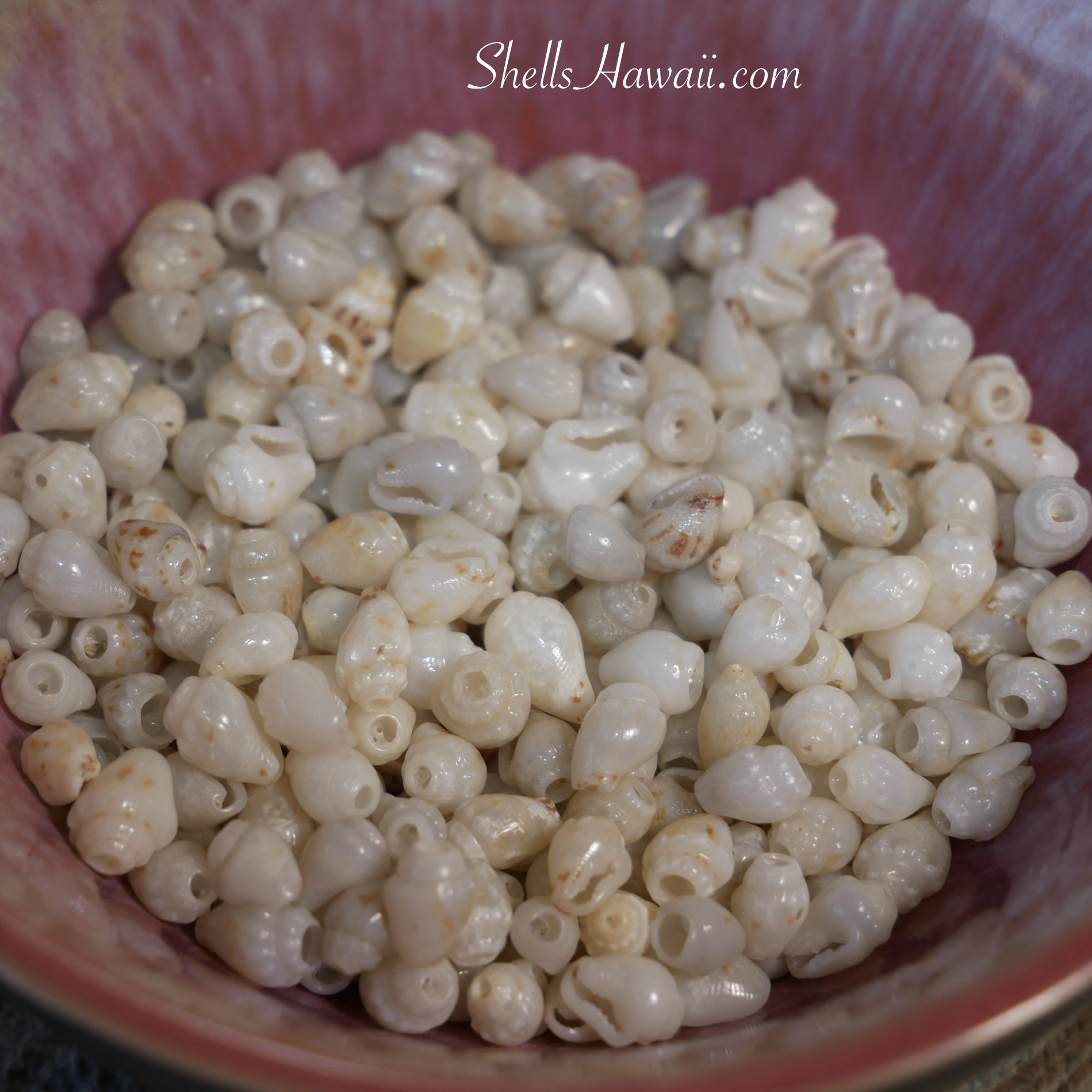 Close-up of small Momi shells laid out for sorting, showing mostly off-white tones with light ʻUliʻuli blue hints, brown speckles, natural size variation, and subtle imperfections visible under bright light during the jewelry-making process.