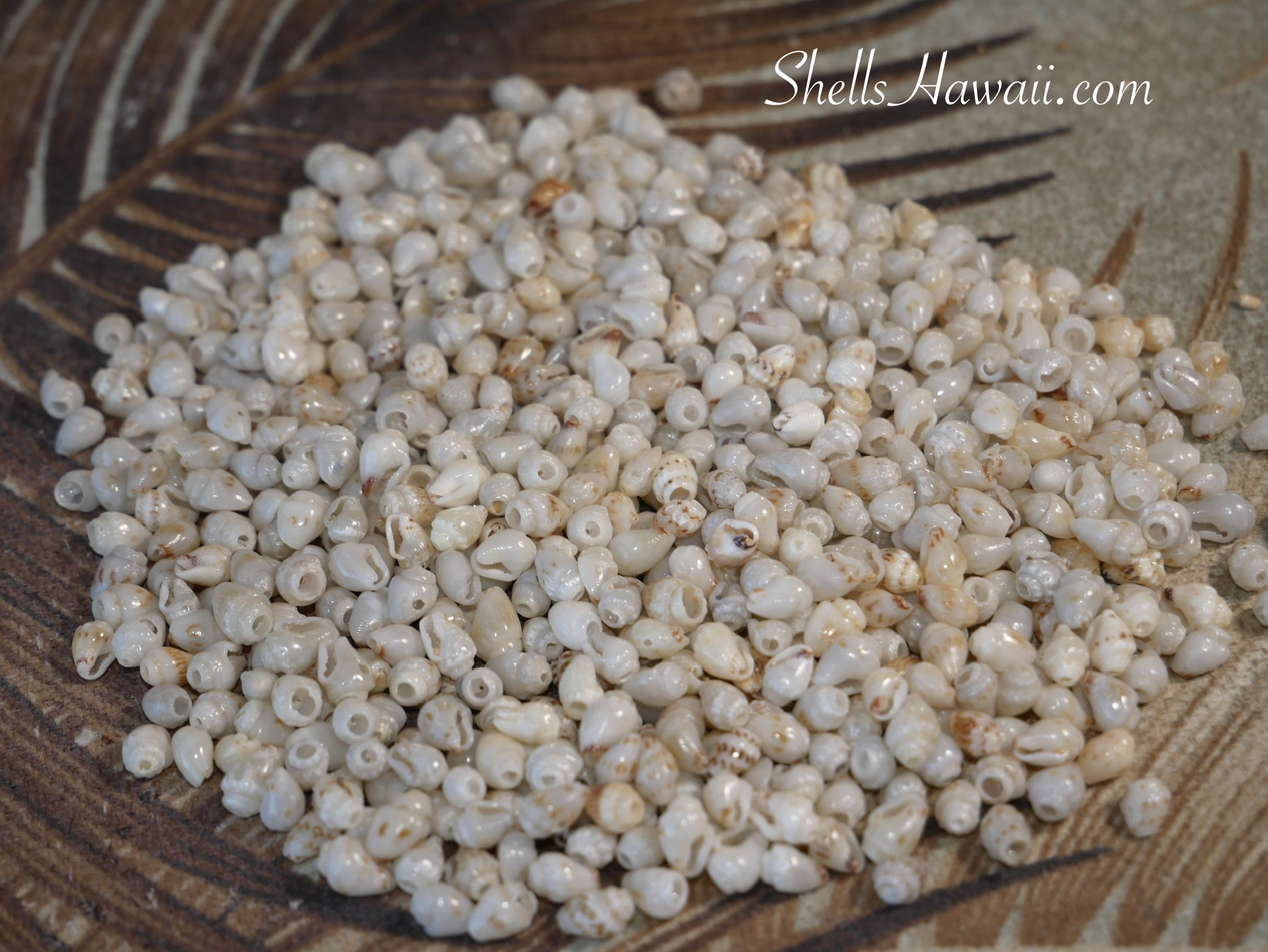 Close-up of small Momi shells spread out on a work surface, showing a mix of soft off-white tones with light blue ʻUliʻuli hues, subtle brown speckles, natural size variations, and a few shells with tiny imperfections visible during the sorting process for Pikake earrings.
