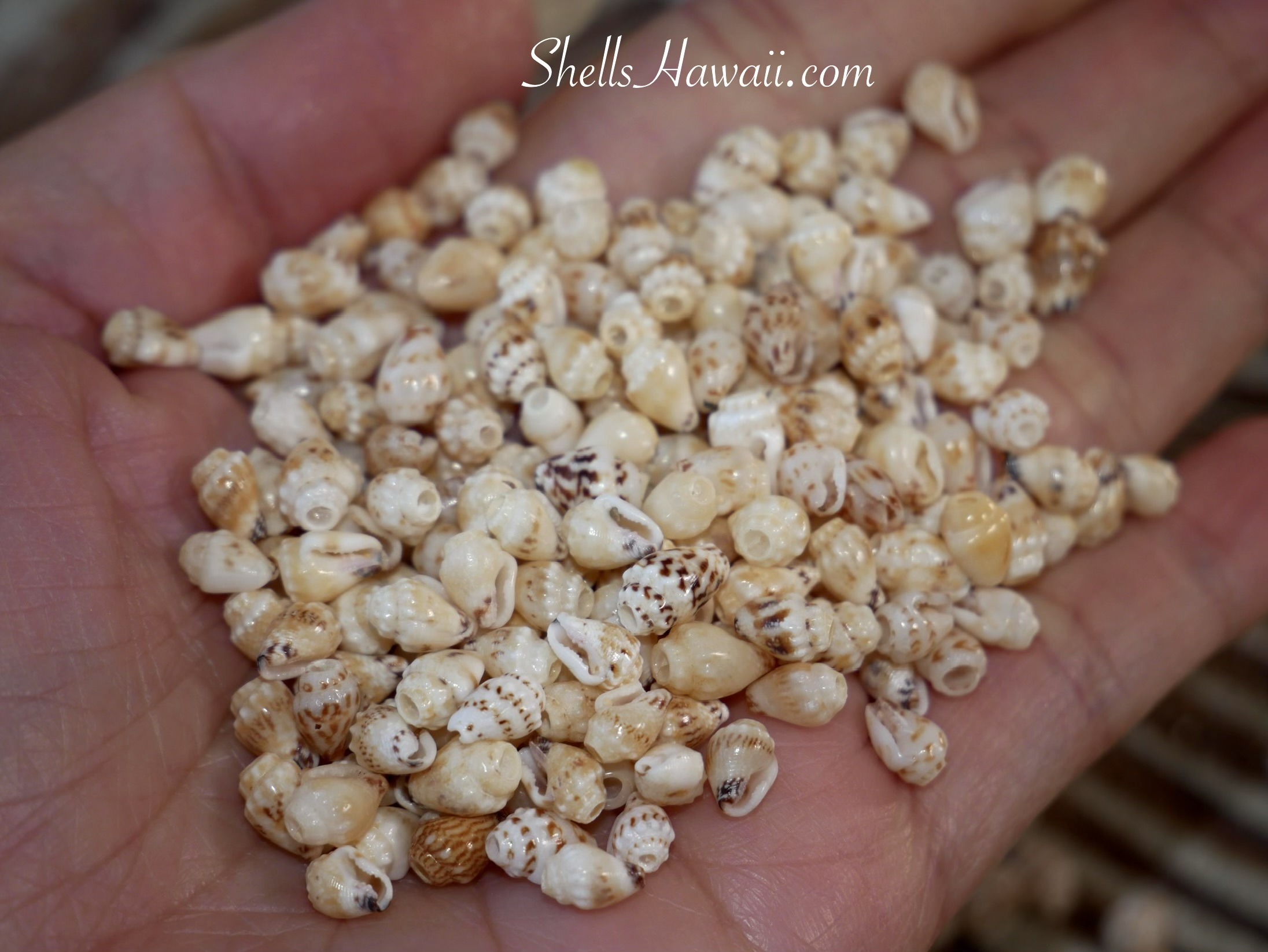 Close-up of Momi shells resting in hand, showing natural color shades, soft cream and pale yellow tones, and subtle pattern differences used in Niʻihau shell jewelry.