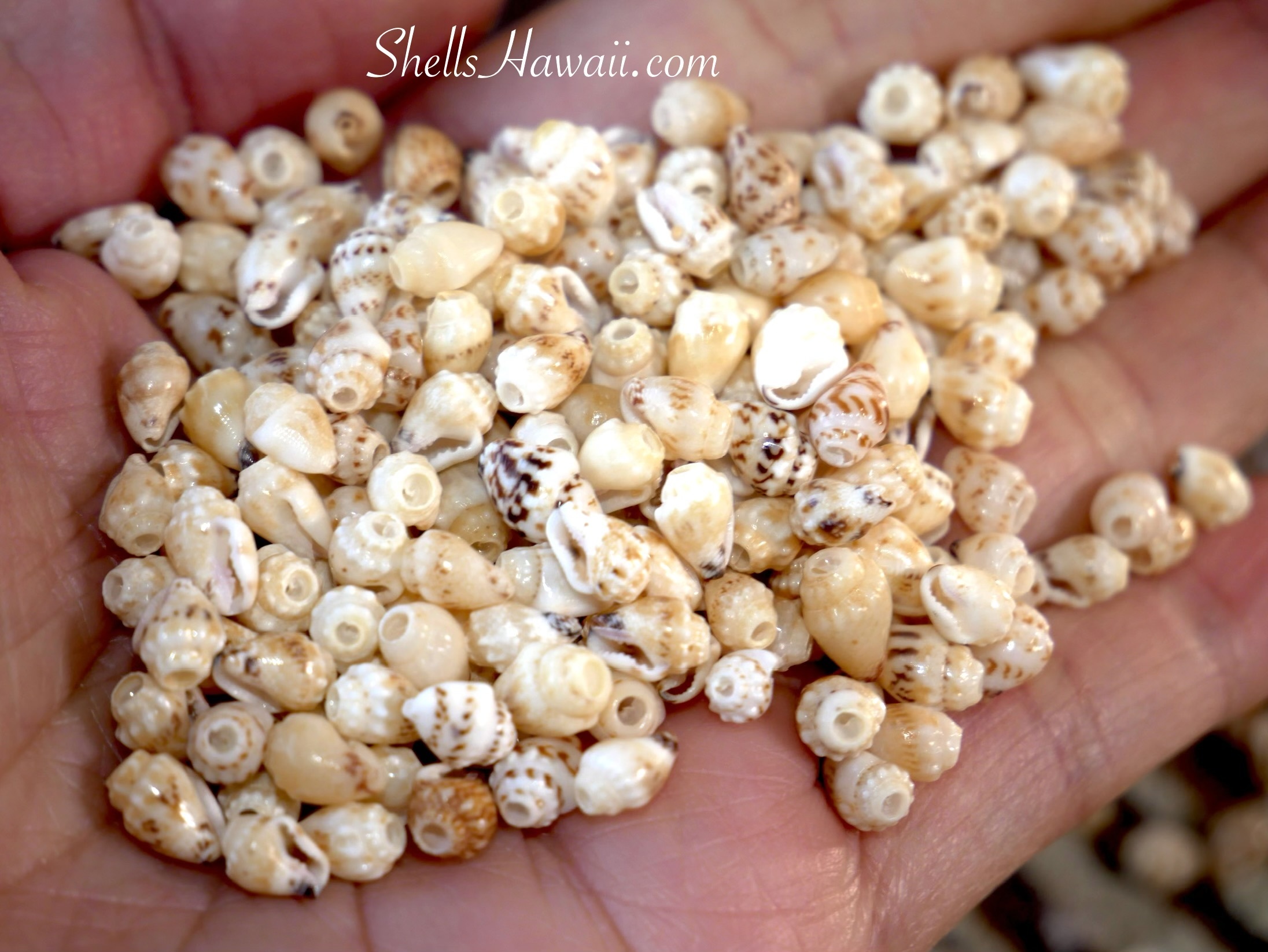 Handful of Momi shells during the sorting stage, highlighting natural color variations, shell patterns, and the careful selection process shared in my behind-the-scenes Pikake earring blogs.