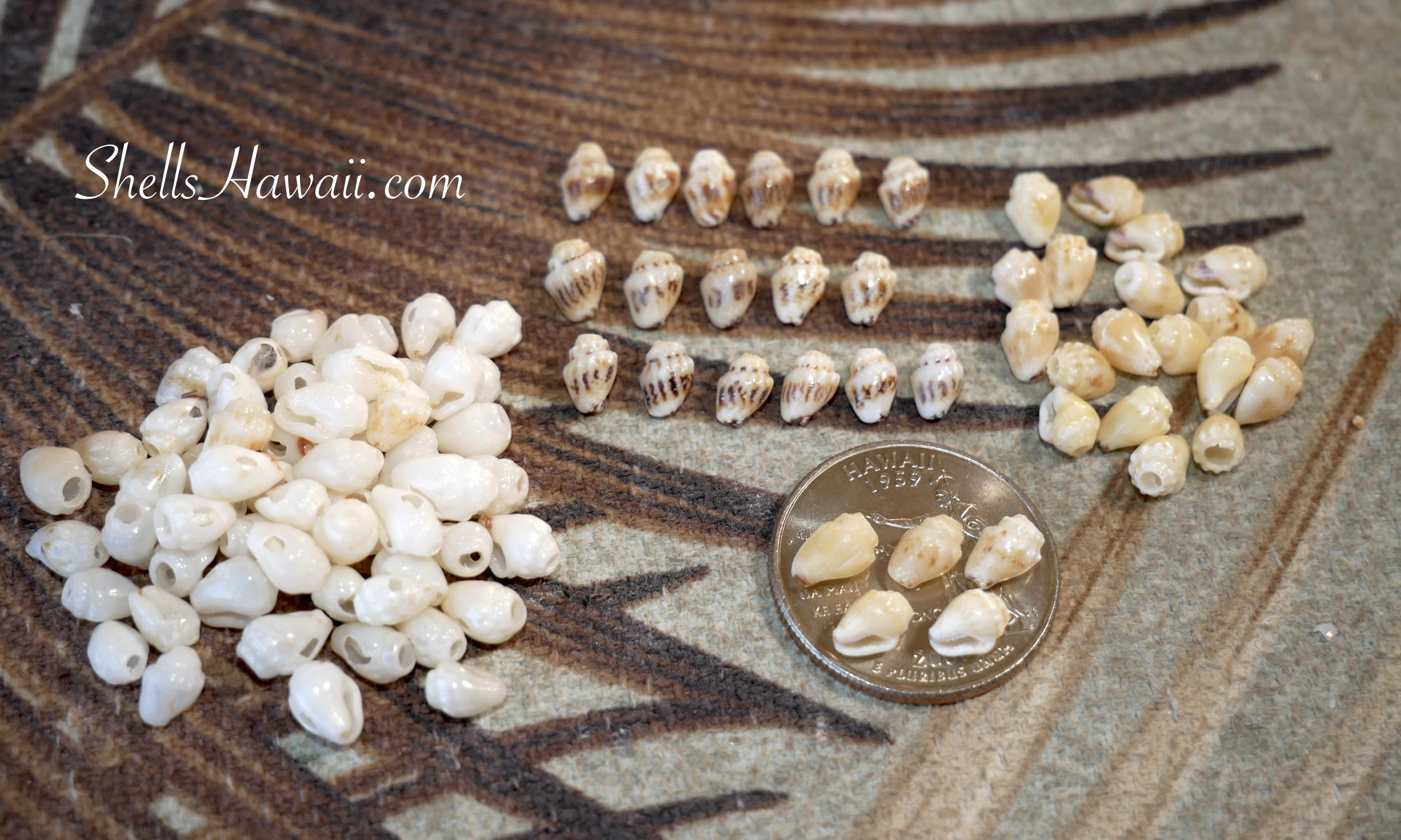 Momi shells sorted by color and pattern on the work table, showing clean white shells, patterned shells, and pale yellow tones prepared for Pikake and Kipona style Niʻihau shell jewelry.