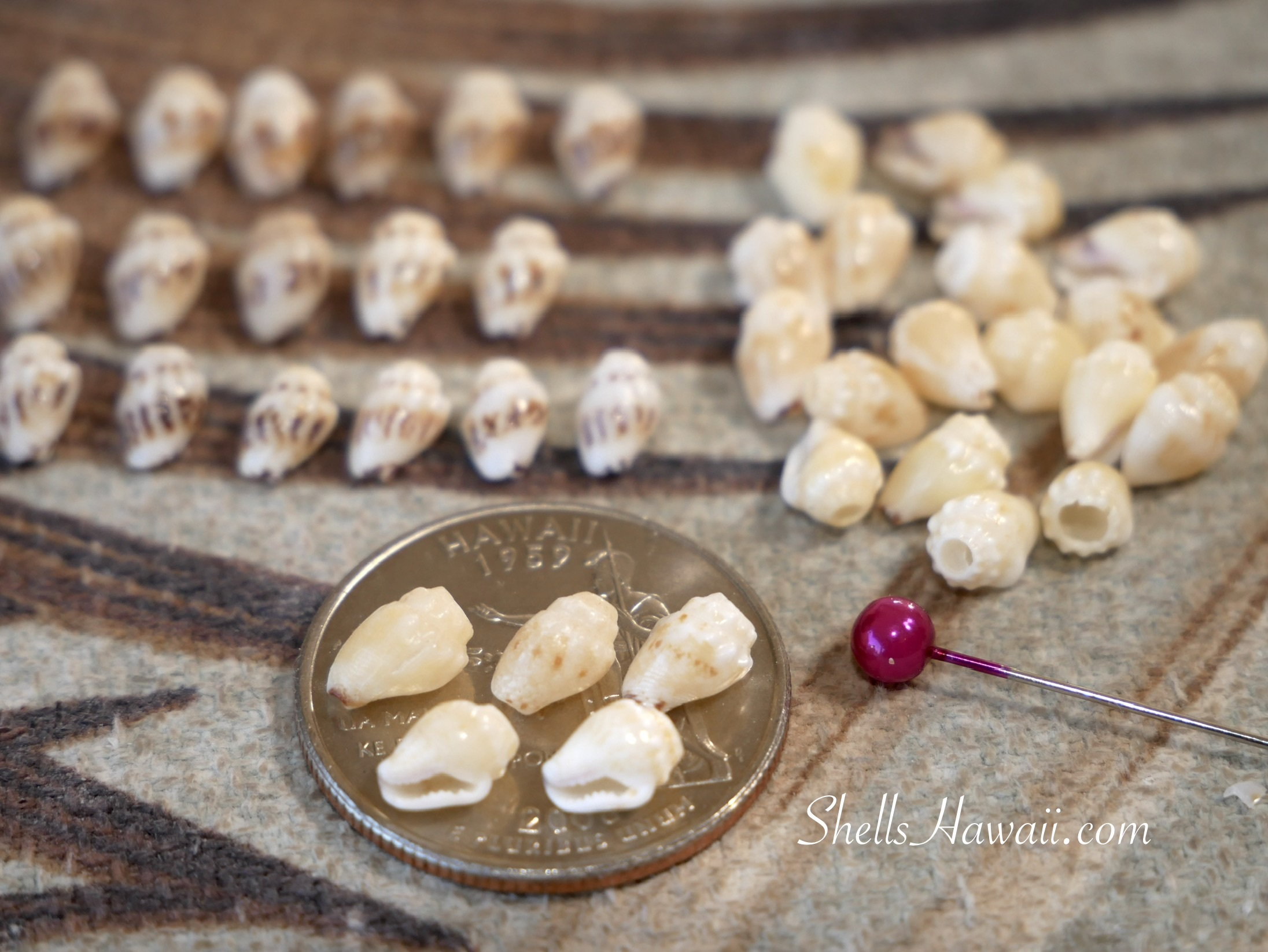 Pale yellow Momi shells with minimal pattern and soft natural tone, showing clean waha and subtle color variation used for gentle Pikake style Niʻihau shell jewelry.
