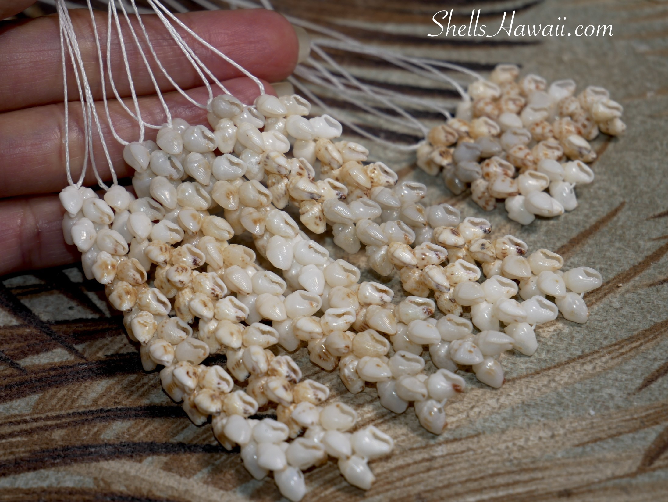 Long Momi Pikake earrings and long Niʻihau earrings made with genuine Momi shells from Niʻihau, Hawaiʻi, showing the traditional Pikake style and careful shell sorting process.