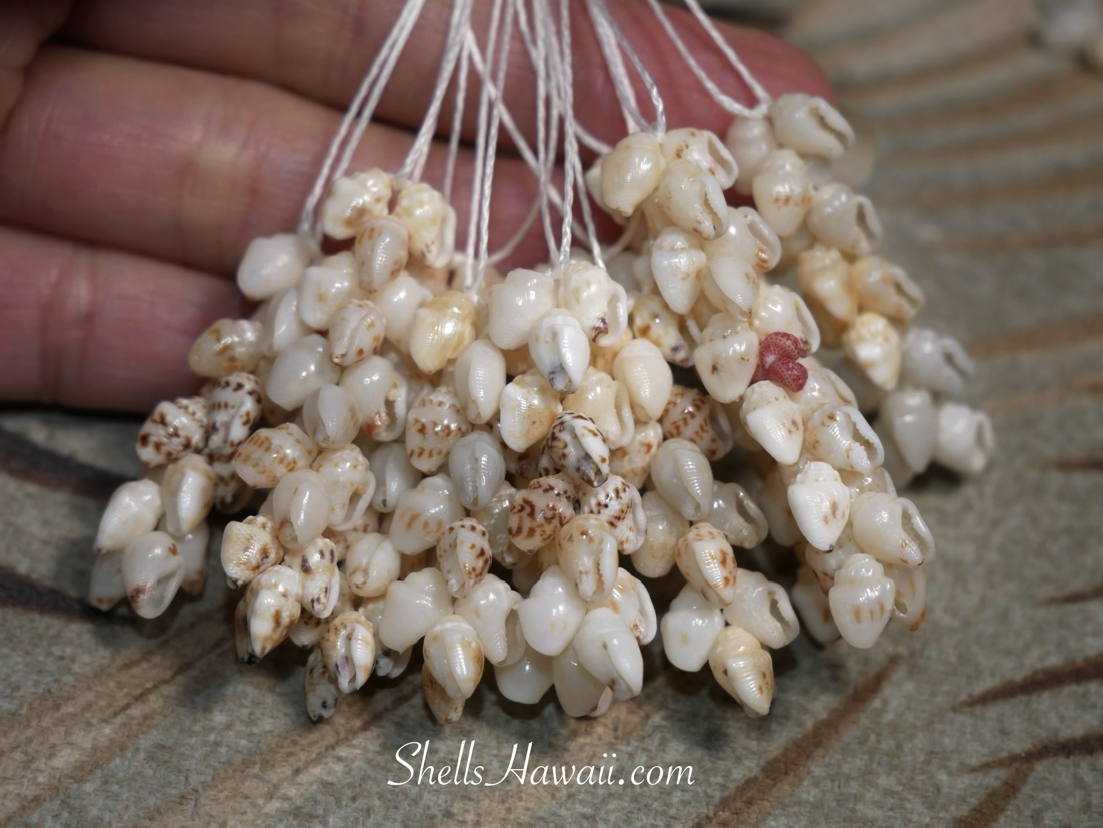 Short Momi Pikake earrings and short Niʻihau earrings made with Momi shells from Niʻihau, Hawaiʻi, highlighting color variations, luster, and handmade Pikake earring designs.