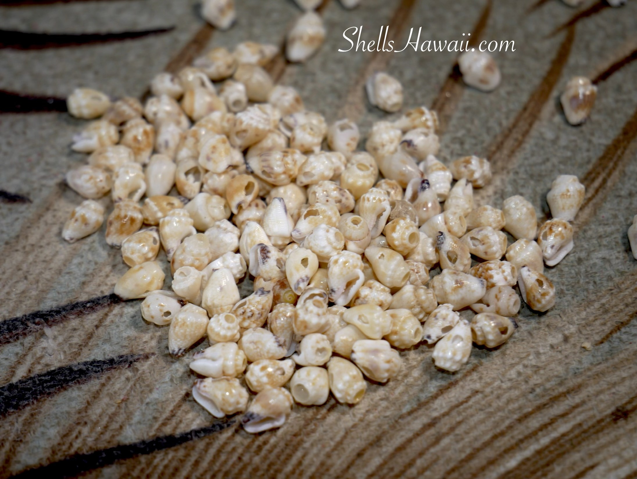 Lenalena momi shells pile before sorting for Heleconia style Niʻihau shell earrings, genuine Hawaiian shell jewelry workstation view