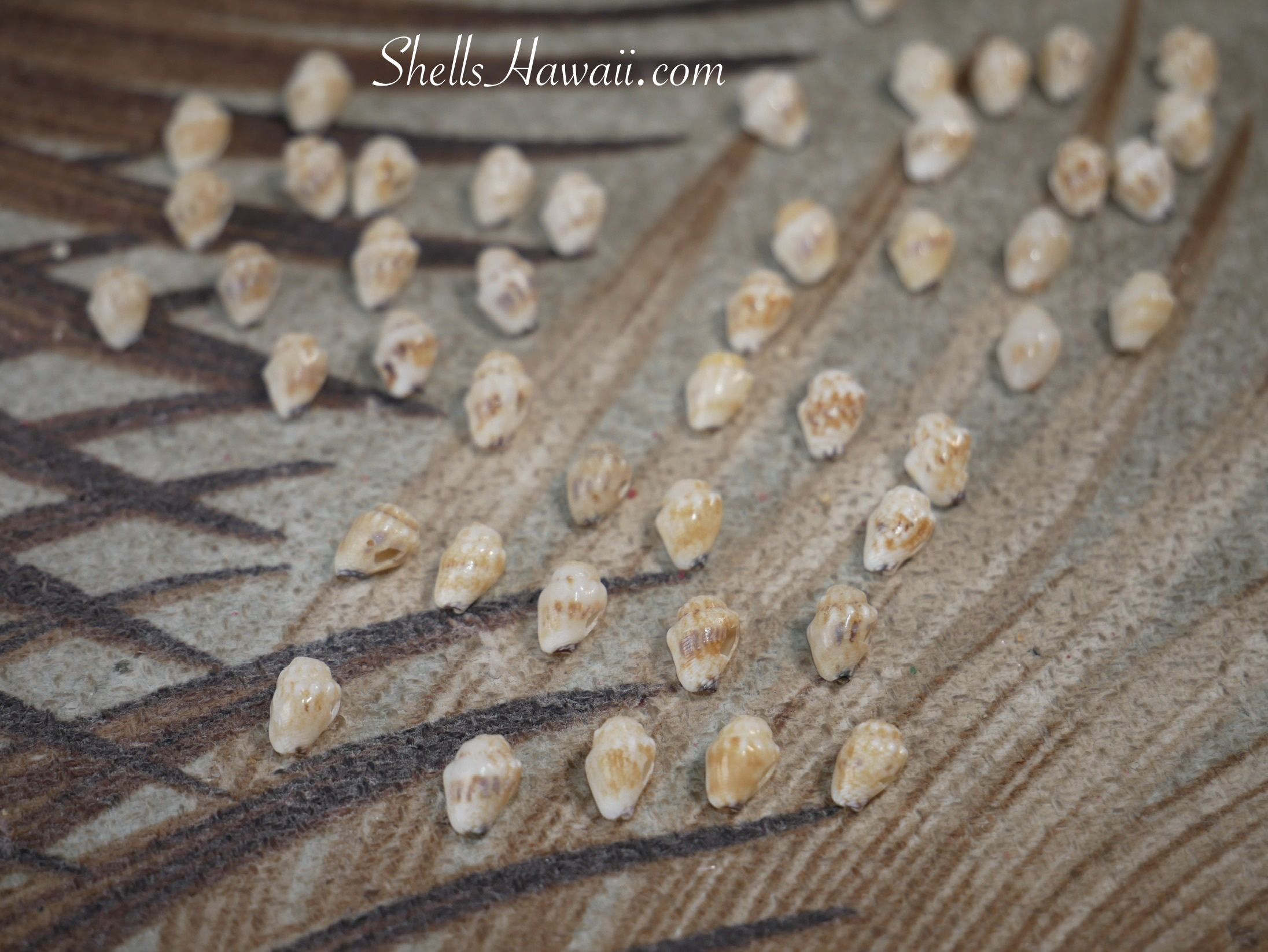 Momi shells placed side by side for sorting and checking waha details for Heleconia style Niʻihau shell earrings making