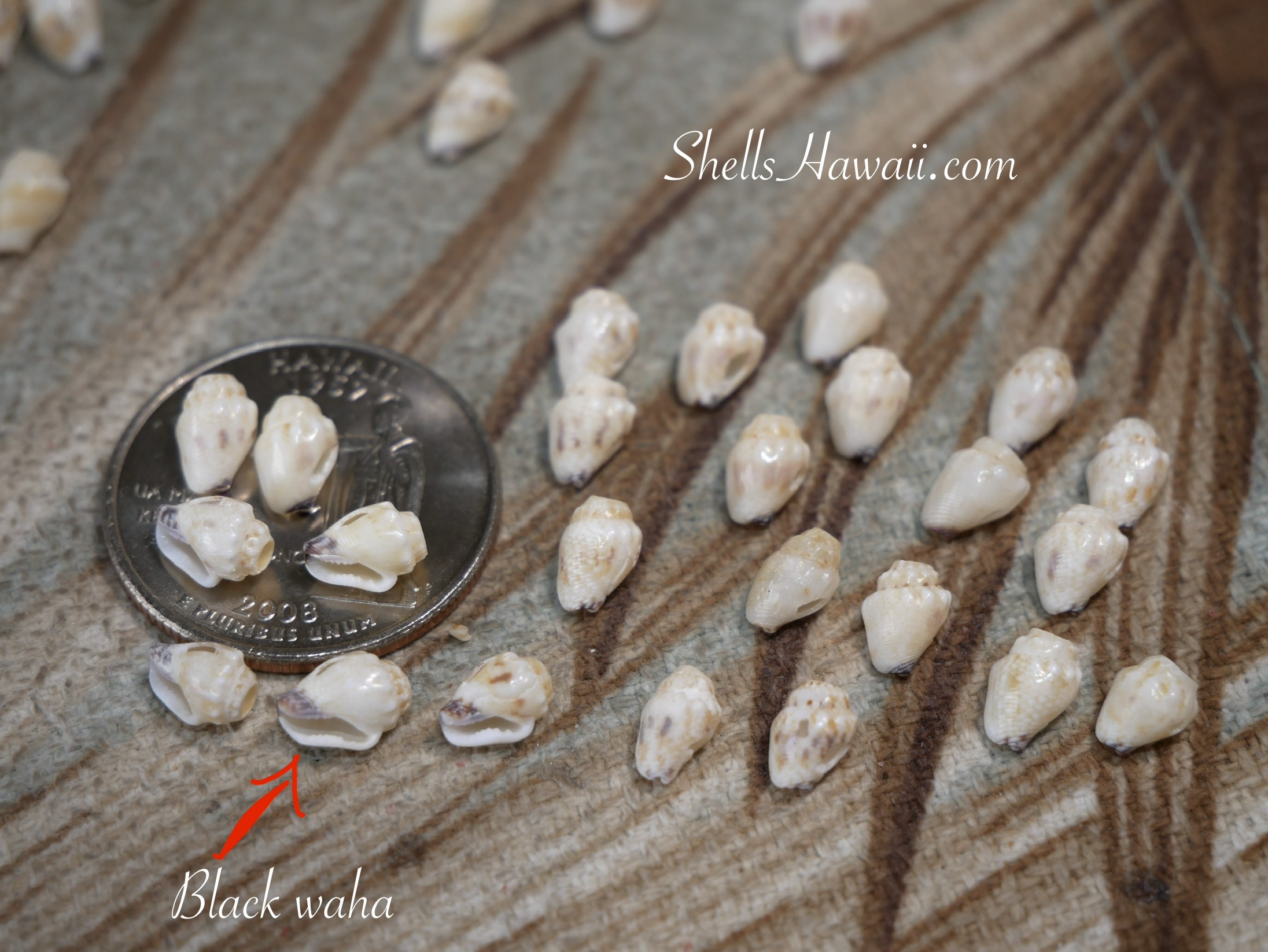 Sorted momi shells showing black waha edge detail with coin size comparison for Niʻihau shell jewelry and Heleconia earring design