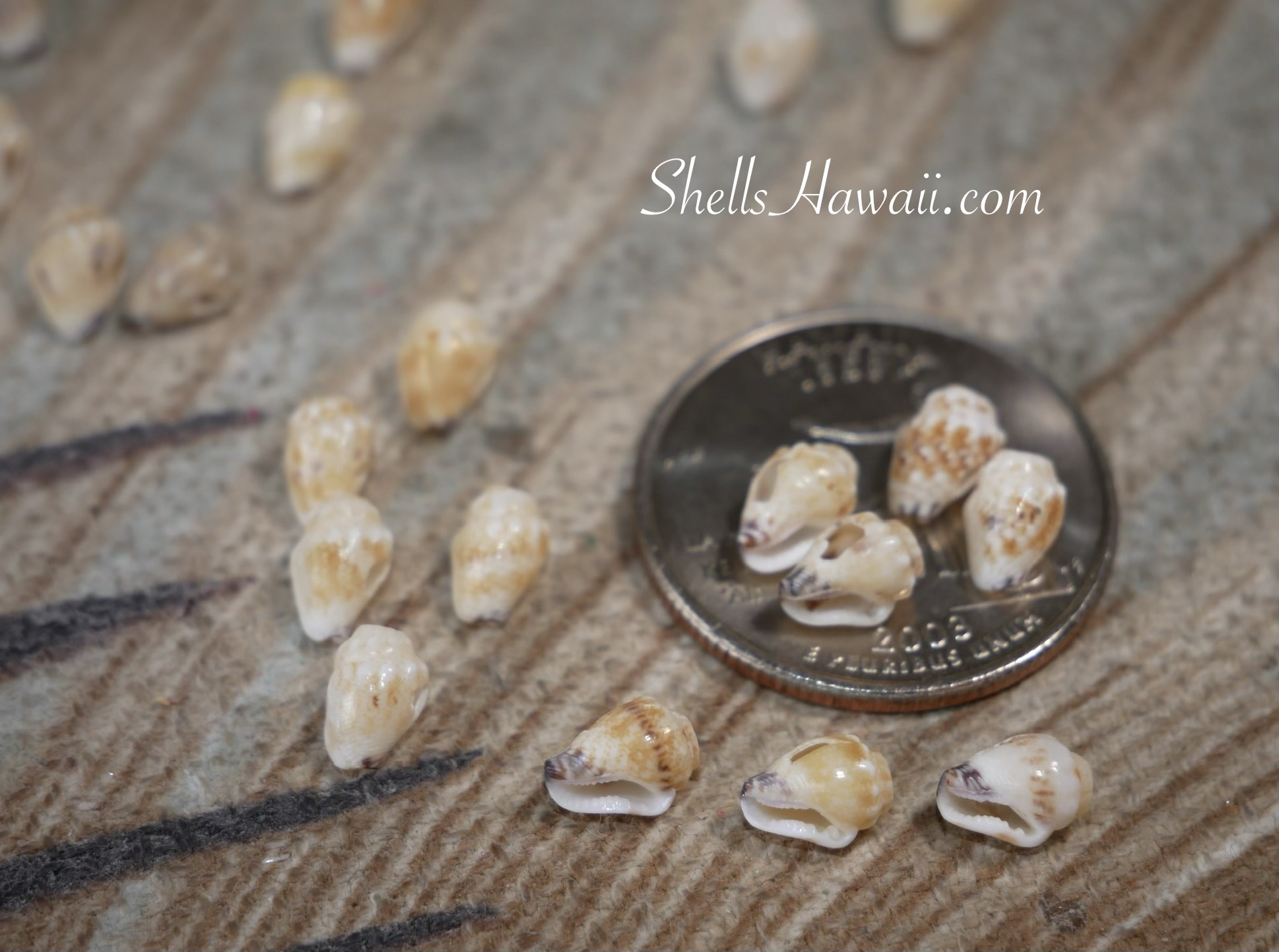 Close view of momi shells showing black waha edge details with coin size reference for Niʻihau shell jewelry earring making