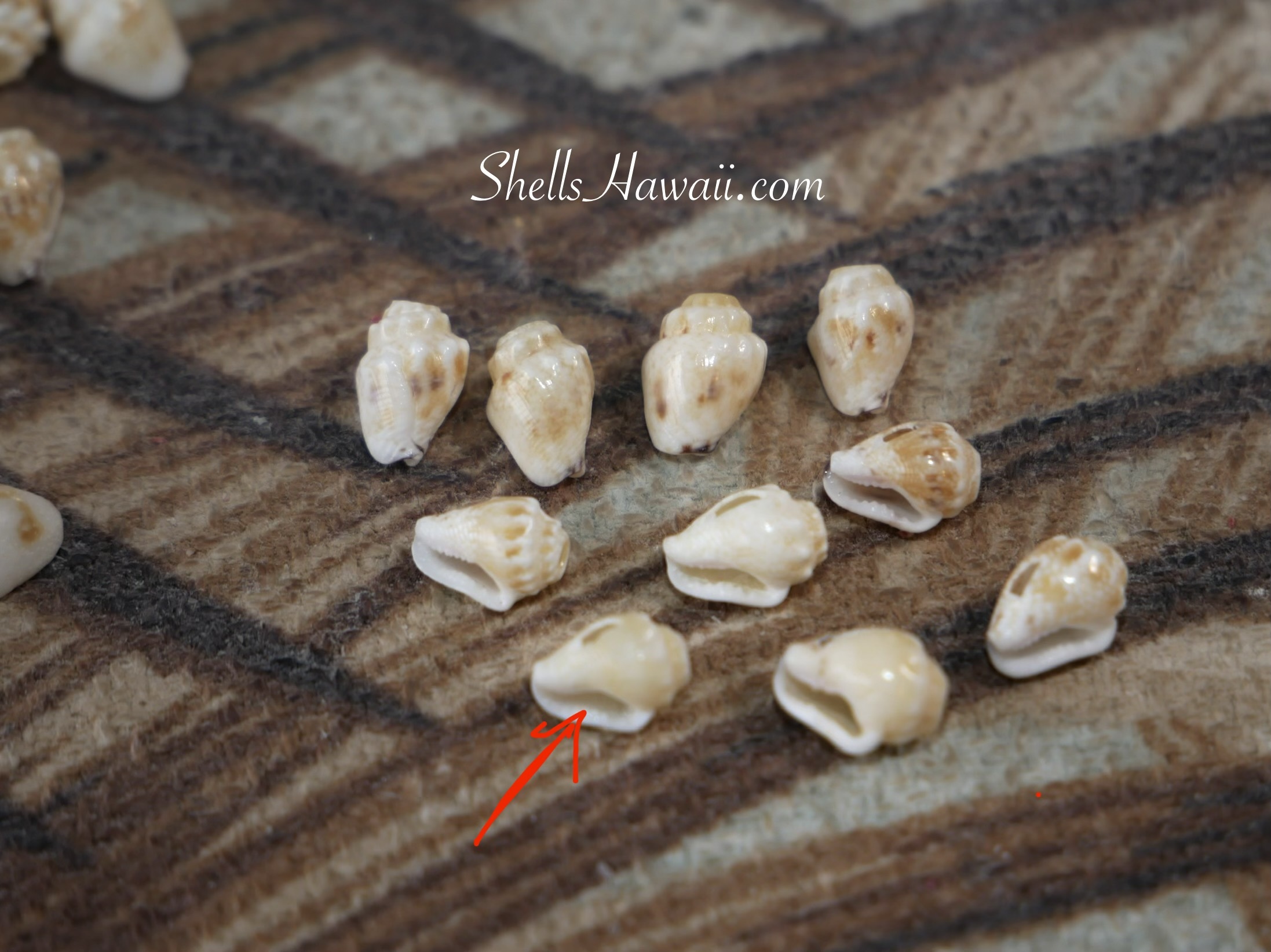 Close up of momi shells showing waha opening and edge detail for Niʻihau shell jewelry sorting and Heleconia earring making