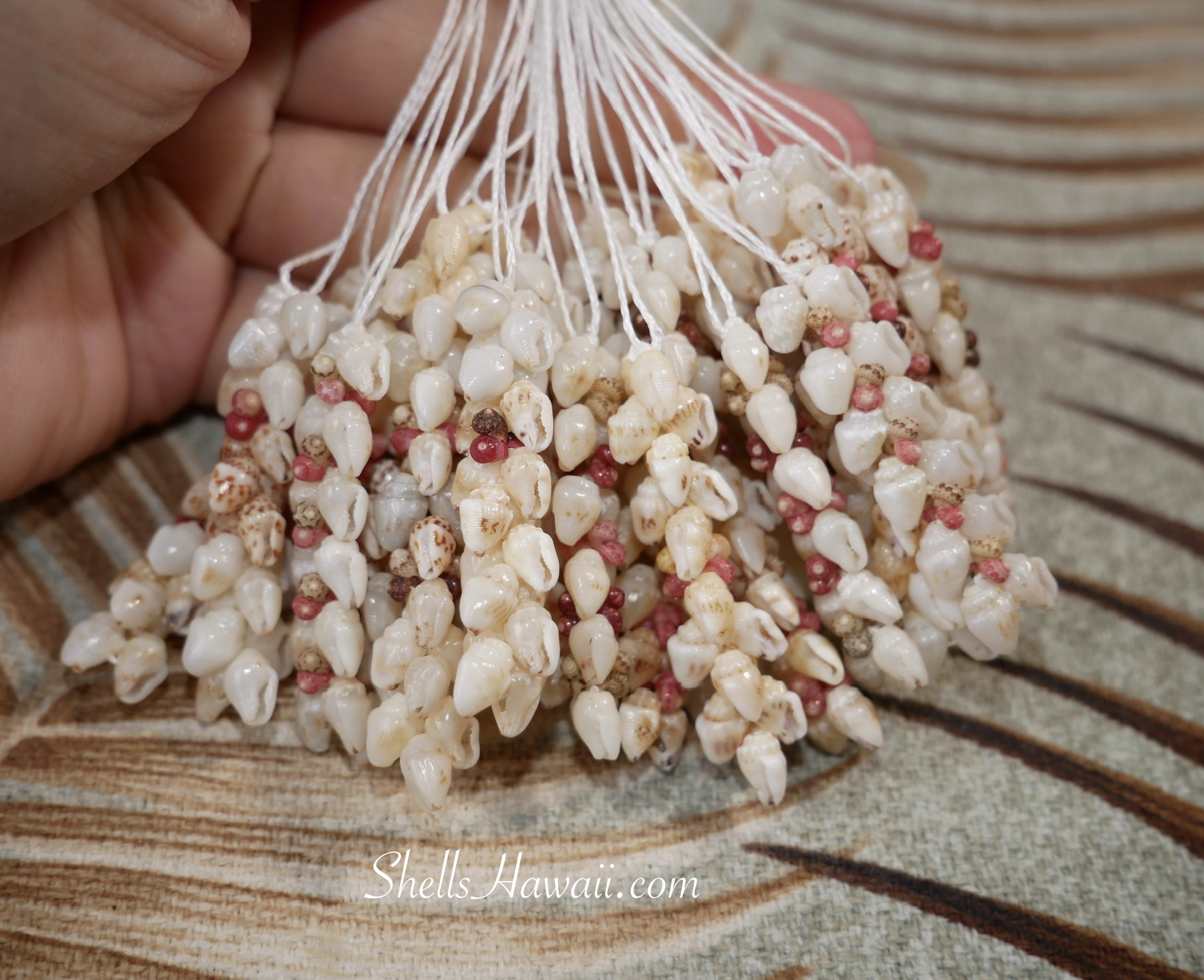ShellsHawaii vacation creation Niʻihau shell earrings in progress featuring Kipona and Pikake style using Momi and Kahelelani shells