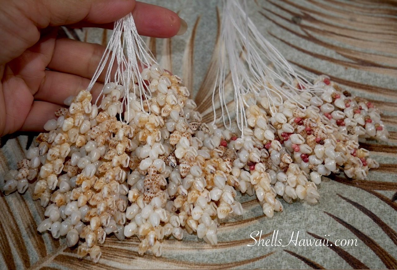 ShellsHawaii vacation creation Niʻihau shell earrings strands prepared with Momi shells and Kahelelani shells for Kipona Pikake style designs