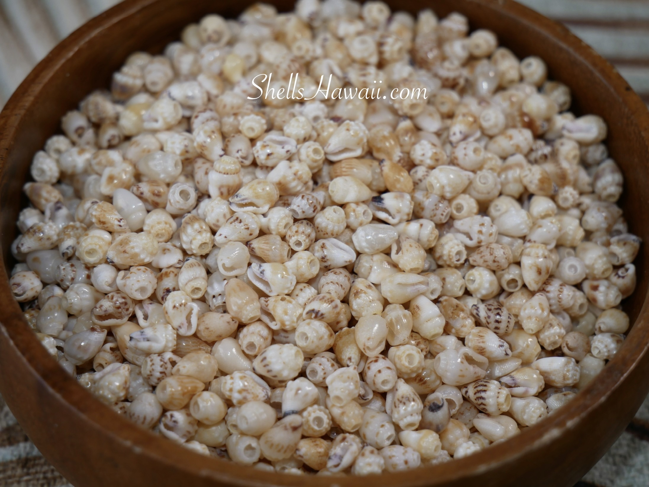 ShellsHawaii vacation creation bowl of natural Niʻihau Momi shells sorted for handmade Niʻihau shell earrings designs