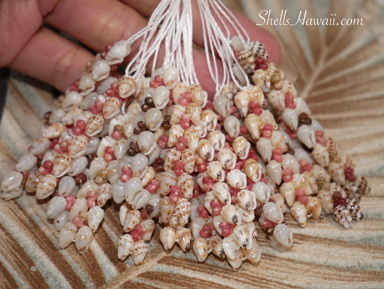 Close up of Heleconia style Niʻihau shell earrings featuring Momi shells with tiny colorful size 10 Kahelelani shell accents. The delicate layered design highlights soft off white Momi shells mixed with pink, brown, and burgundy Kahelelani shells used in authentic Hawaiian shell jewelry.