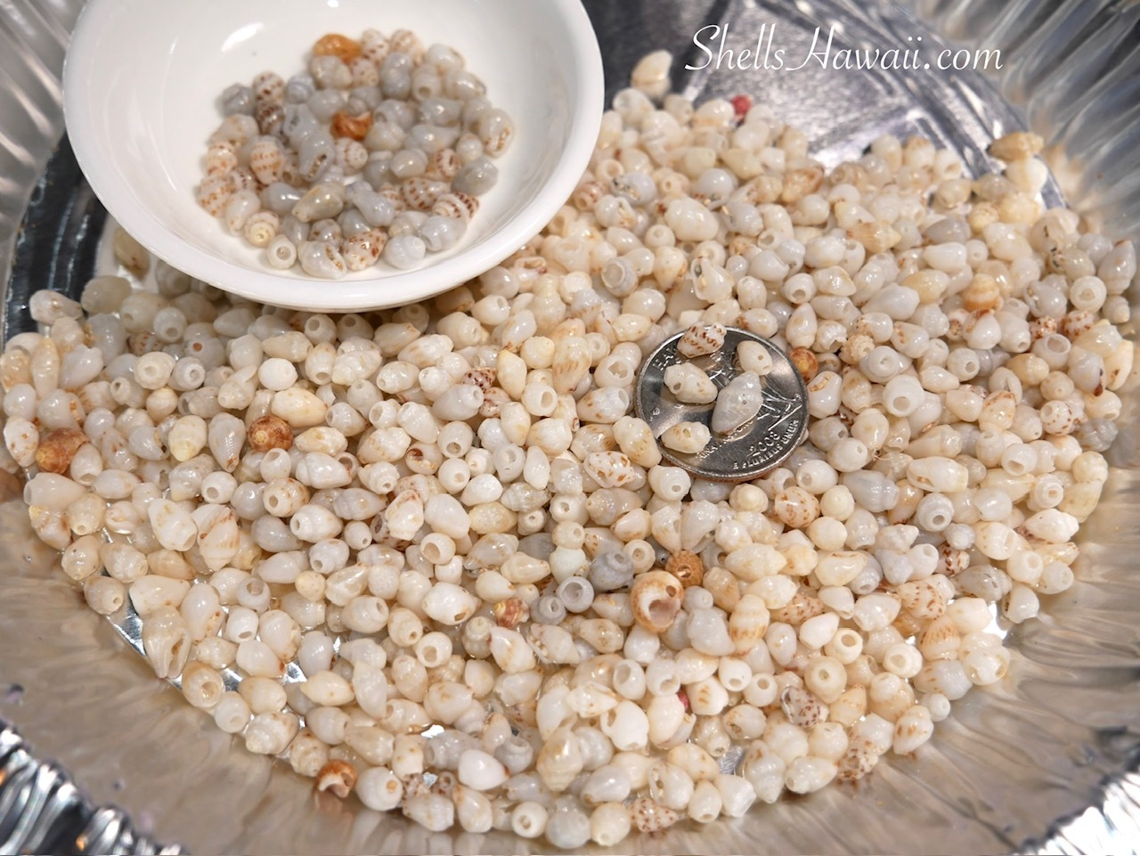 Momi shells from Niʻihau Island pouring into a tray before sorting, showing a natural variety of tones, patterns, sizes, and quality. These groups of Momi shells are waiting to dry before beginning the next processing step.