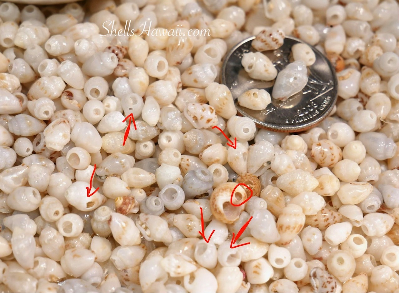 Mixed Niʻihau Momi shells before sorting, showing fragile shells, chipped openings, and natural imperfections with coin for size reference before grading shells into A, B, C, and imperfect groups