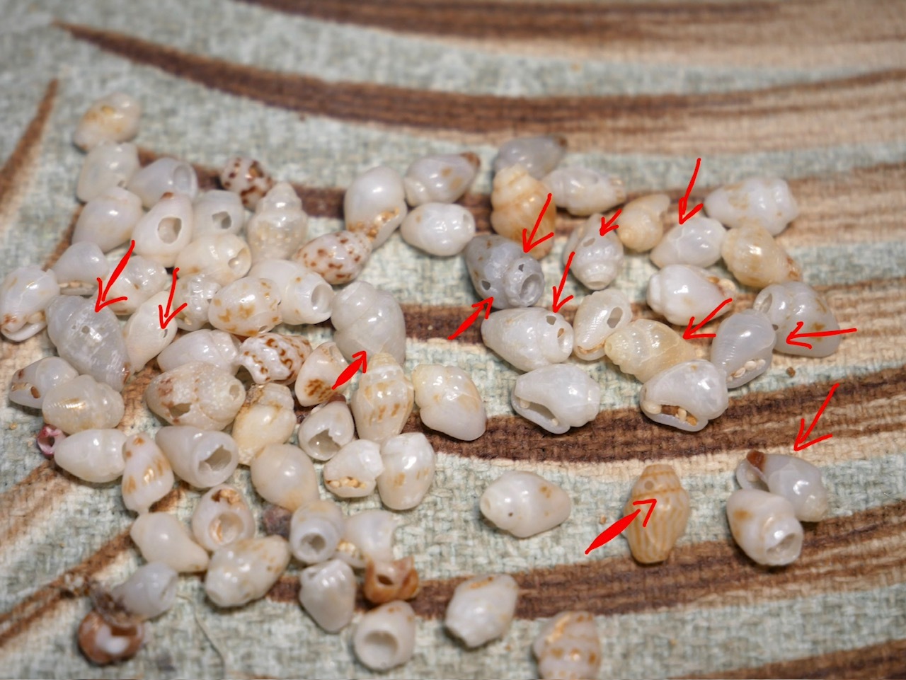 Imperfect Niʻihau Momi shells separated after sorting, showing cracked shells, worn openings, chipped edges, and damaged shells removed from the pile before grading A, B, and C shells for Niʻihau shell jewelry making