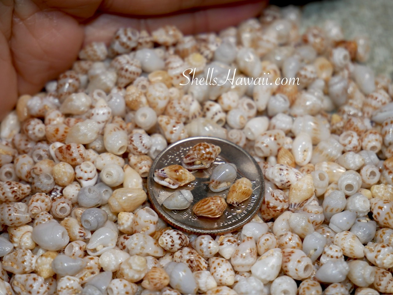 Niʻihau Momi shells after sorting out imperfect shells, shown before cleaning sand from the shell openings (waha), preparing shells for Pikake style Niʻihau shell jewelry making &ndash; Hawaiian seashell jewelry process (ニイハウシェルジュエリー)