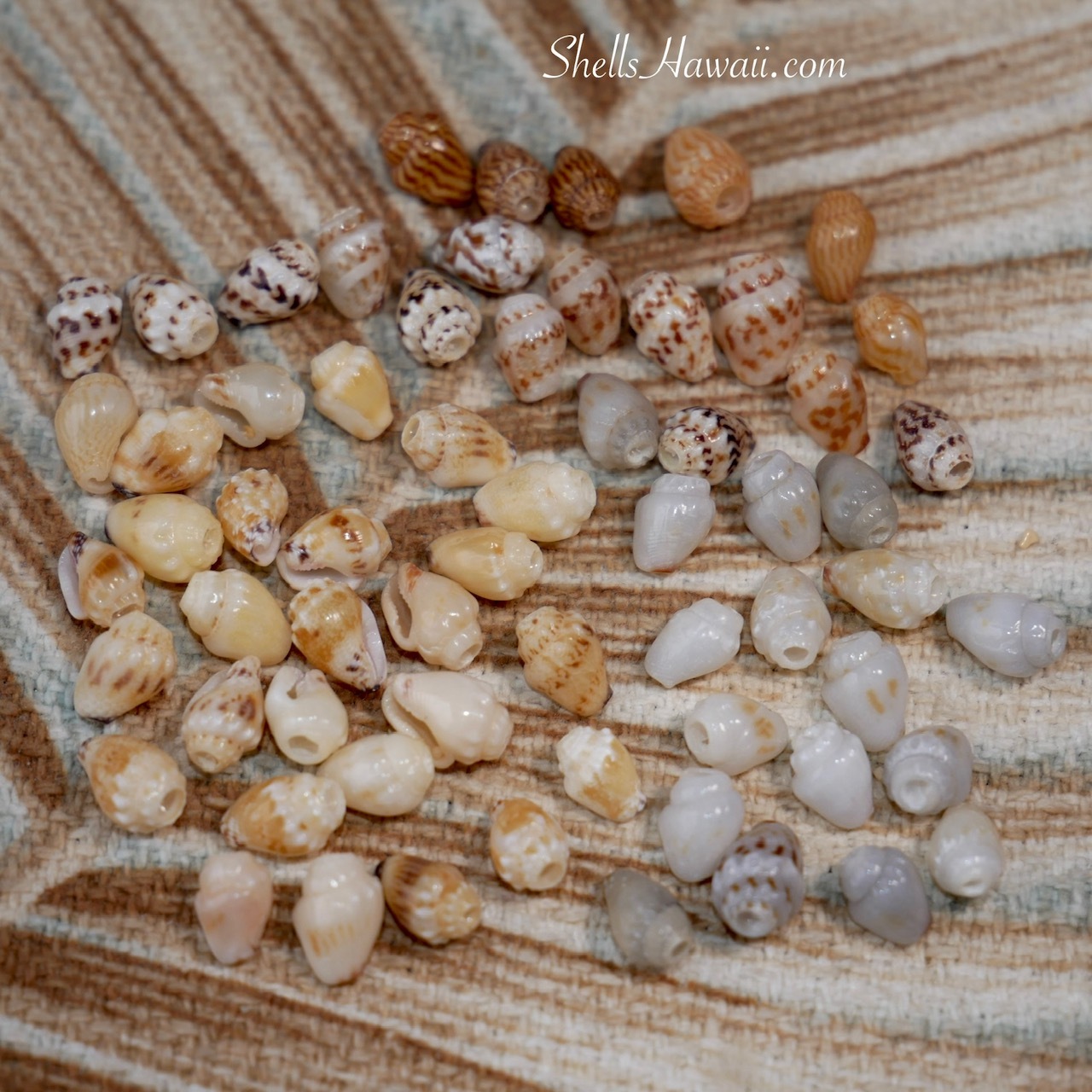 Niʻihau Momi shells grouped by natural color tones after cleaning and tip cutting, showing off-white, gray ʻŪliʻuli, yellow Lenalena, and spotted patterns for preparing Pikake style Niʻihau shell jewelry (ニイハウシェルジュエリー)