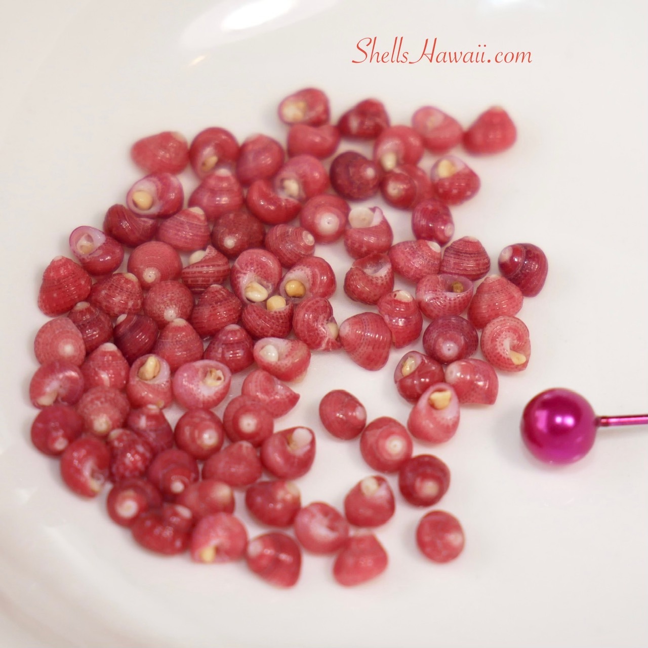 Red Kahelelani shells close-up for Niʻihau shell jewelry, selected for custom Kipona style earrings with Poepoe design, showing rich red and burgundy tones