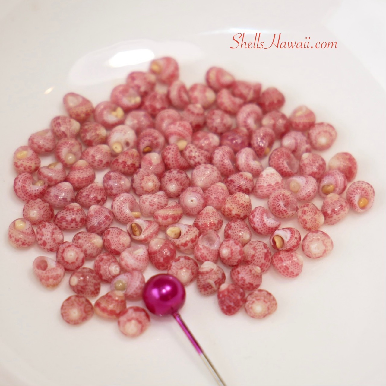 Sorted Kahelelani shells in pink flower, red, and burgundy tones prepared for Niʻihau shell jewelry Kipona earrings design and color matching