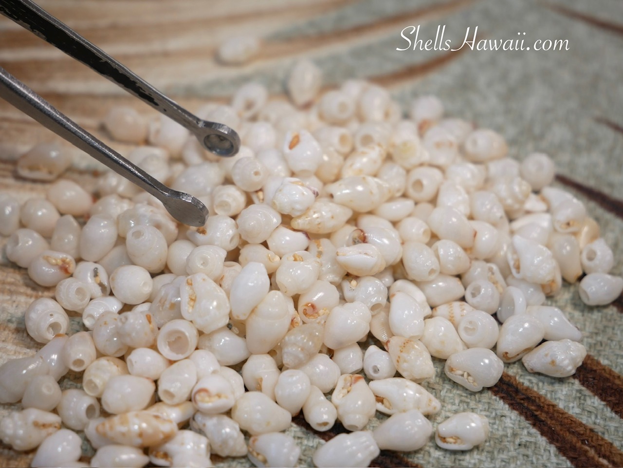 Sorting Momi shells for Niʻihau shell jewelry Kipona style earrings, selecting off-white Keʻokeʻo shells with red waha using tweezers at the work table