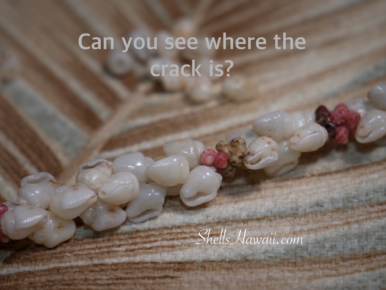 Niʻihau shell bracelet in progress with visible cracked Momi shell highlighting quality and sorting importance