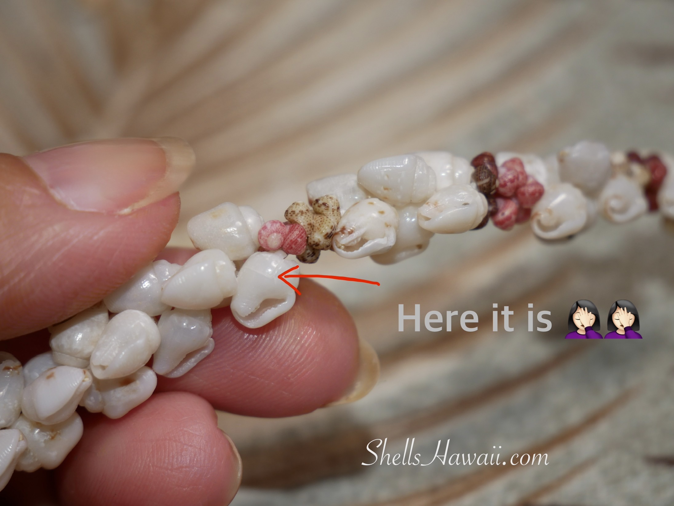 Niʻihau shell bracelet in progress with cracked Momi shell identified, showing importance of shell quality and sorting