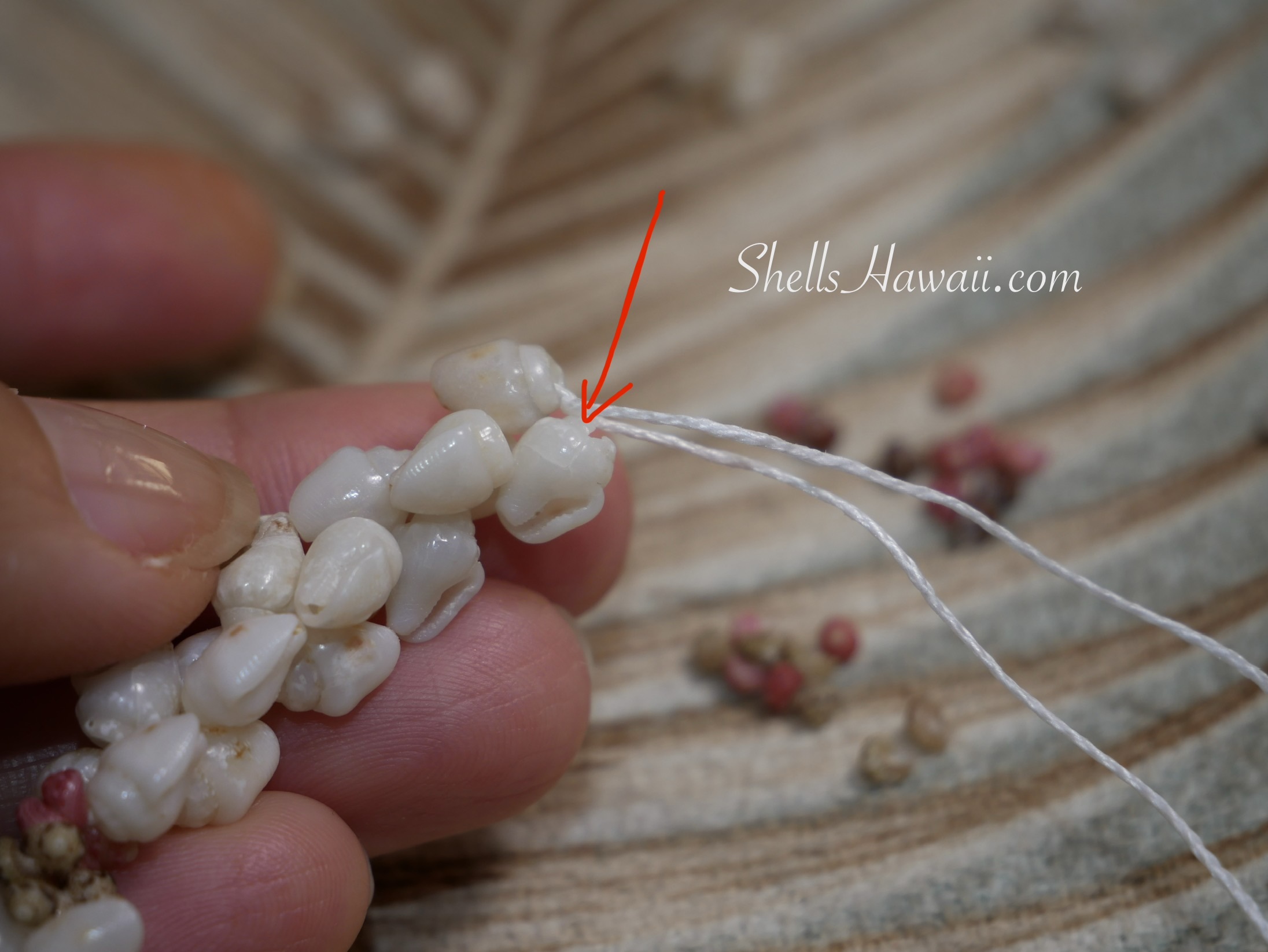 Niʻihau shell bracelet undone to the cracked Momi shell section for replacement during re-stringing process