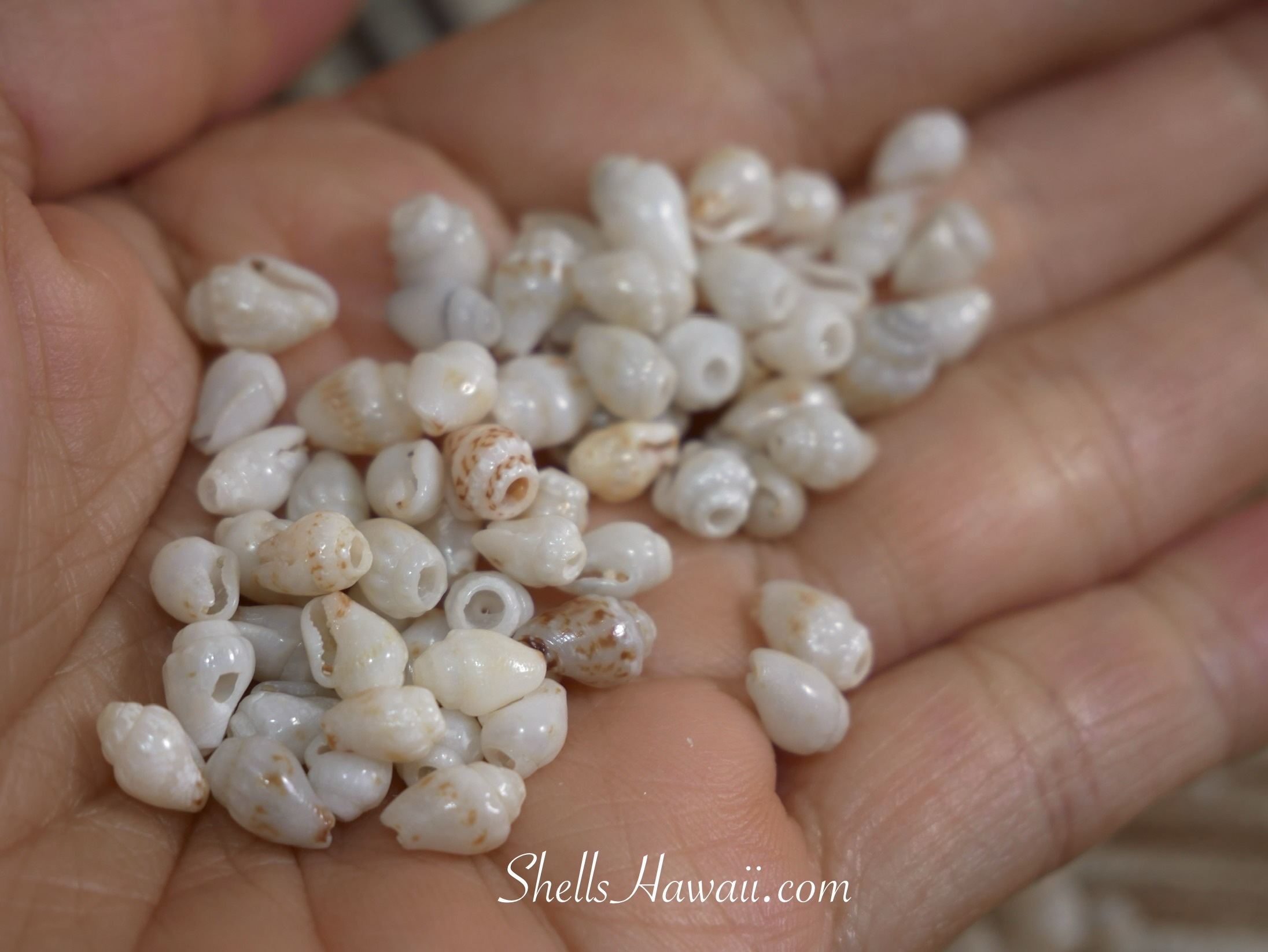 In this photo show collection of off-white Momi shells with light blue undertone for a Niʻihau Kipona shell bracelet design