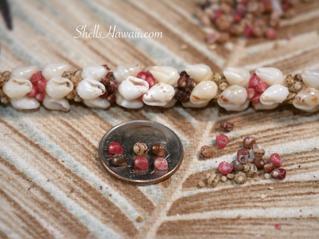 Close up photo of a Kipona style shell bracelet in progress featuring detailed matching of Momi and tiny size 10 Kahelelani shells from Niʻihau. The image also shows a size comparison of the colorful Kahelelani shells displayed on a U.S. dime coin to highlight how incredibly small the shells are for traditional Hawaiian shell jewelry making.