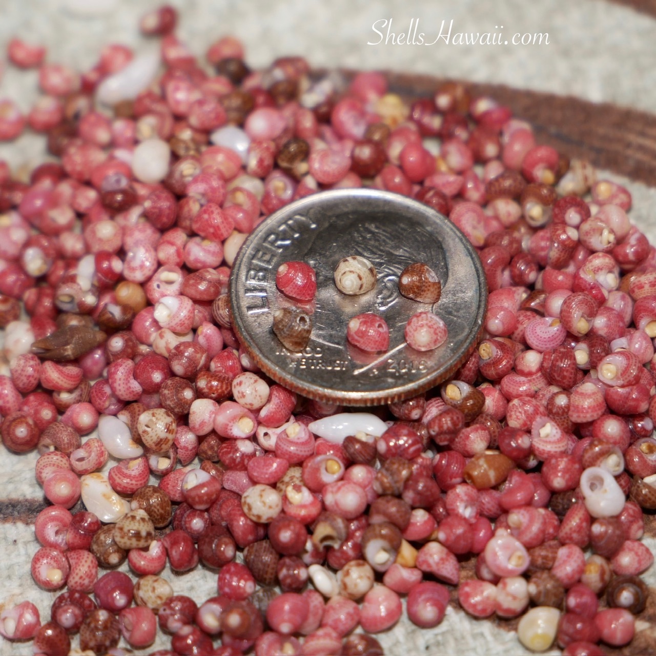 Close up of poked tiny size 10 Kahelelani shells from Niʻihau displayed on and around a dime coin to show their very small size, natural color pattern, and beautiful luster. The shells feature shades of, red, pink, burgundy, brown, and soft earthy tones, carefully prepared for creating authentic Hawaiian shell jewelry and miniature Niʻihau shell designs.
