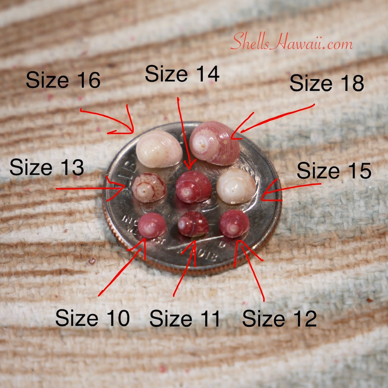 Kahelelani shells from Niʻihau size comparison displayed on a U.S. dime coin, showing the difference between shell sizes 10 through 18. The photo highlights how tiny authentic Niʻihau Kahelelani shells are and the variation in size used for traditional Hawaiian shell jewelry making.