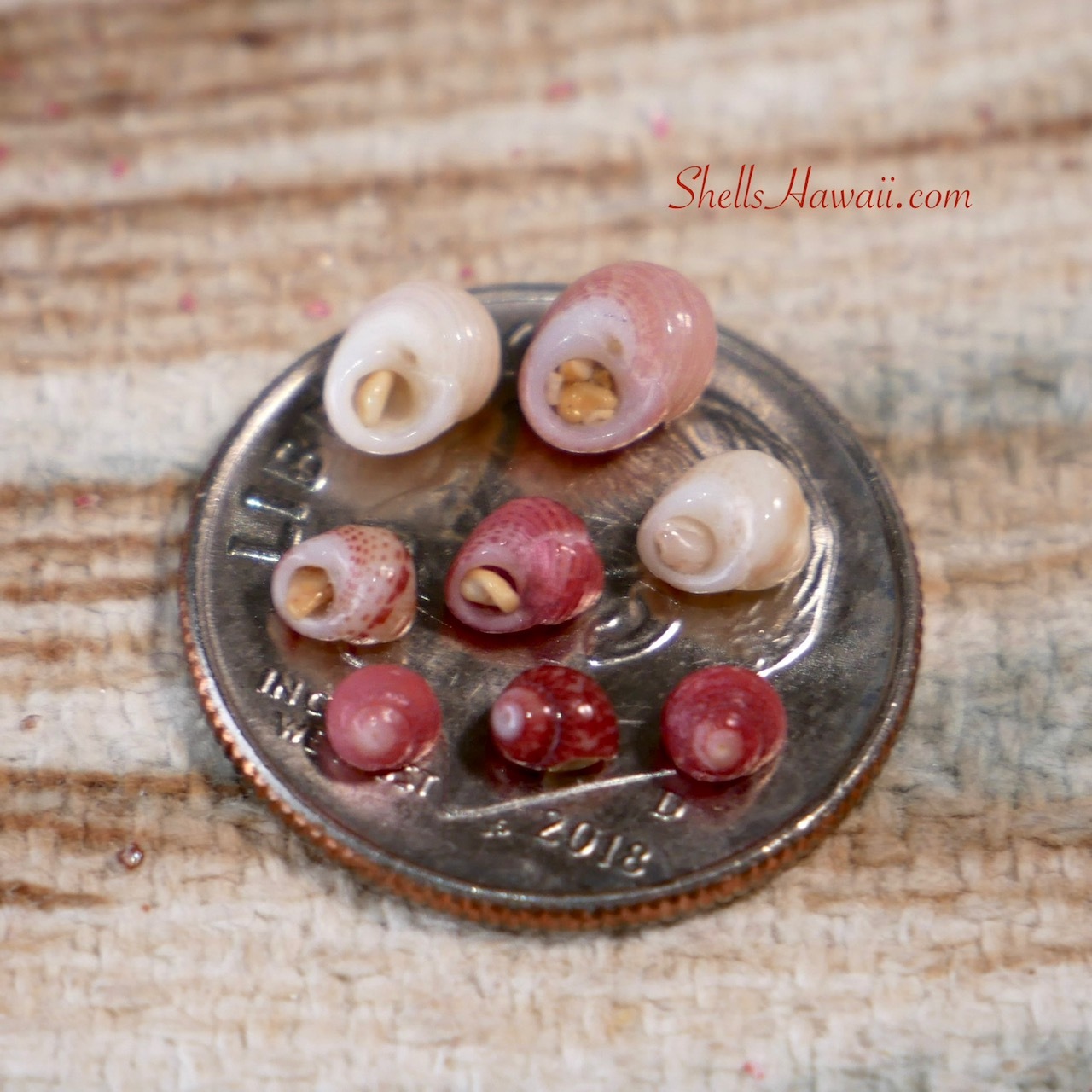 Close up of Kahelelani shells from Niʻihau in sizes 10 through 18 displayed on a U.S. dime coin, showing how sand can become trapped deep inside the waha of the shells. The image highlights the tiny shell openings and the natural challenge of preparing authentic Niʻihau shells for traditional Hawaiian shell jewelry making.