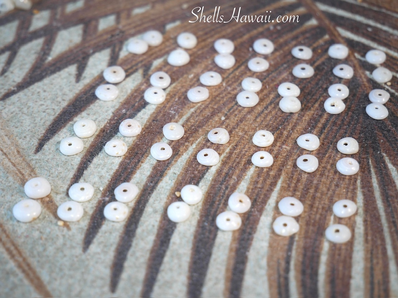 Small genuine Puka shells arranged by hand into identical sizes before being used in handmade Hawaiian shell jewelry.
