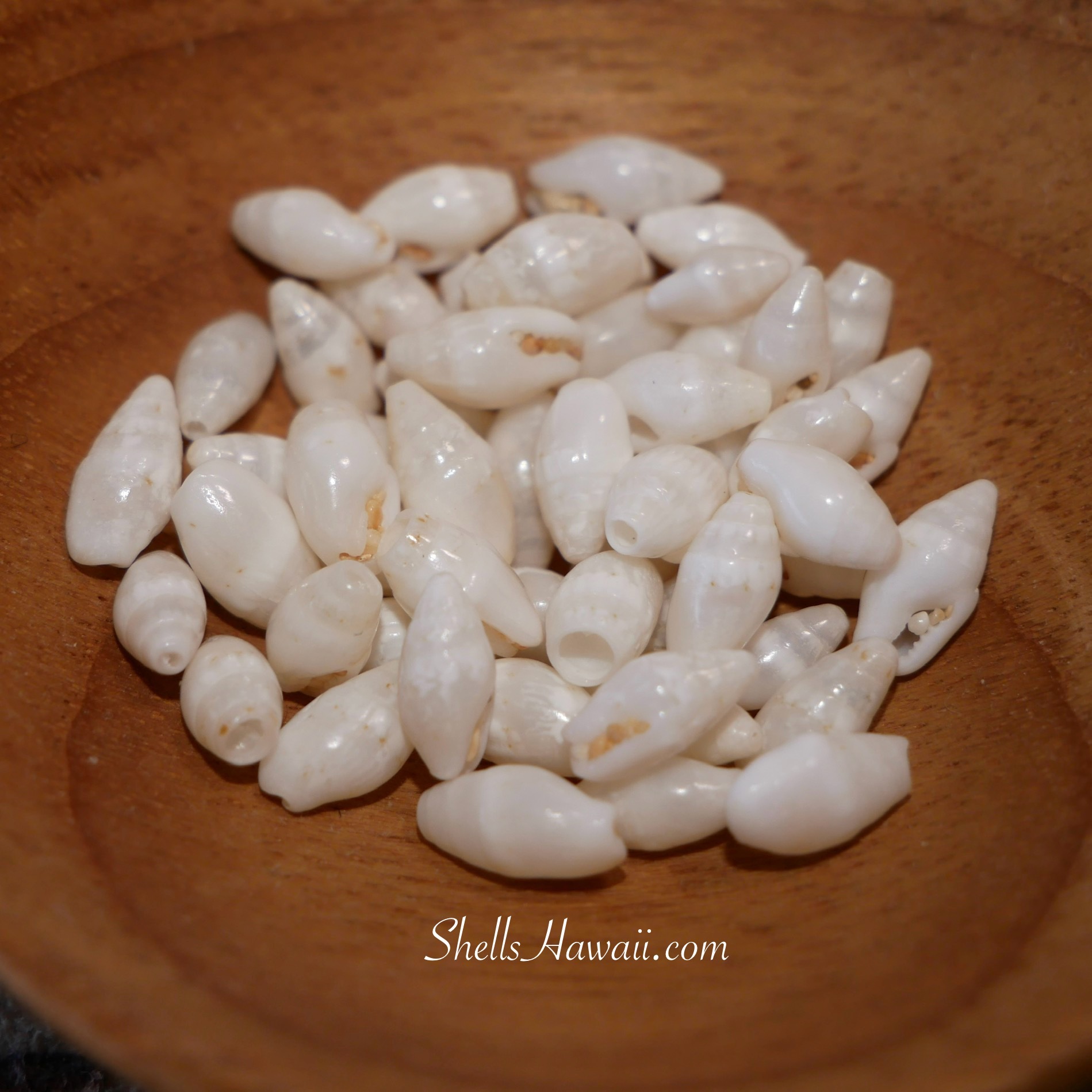 Laiki shells 