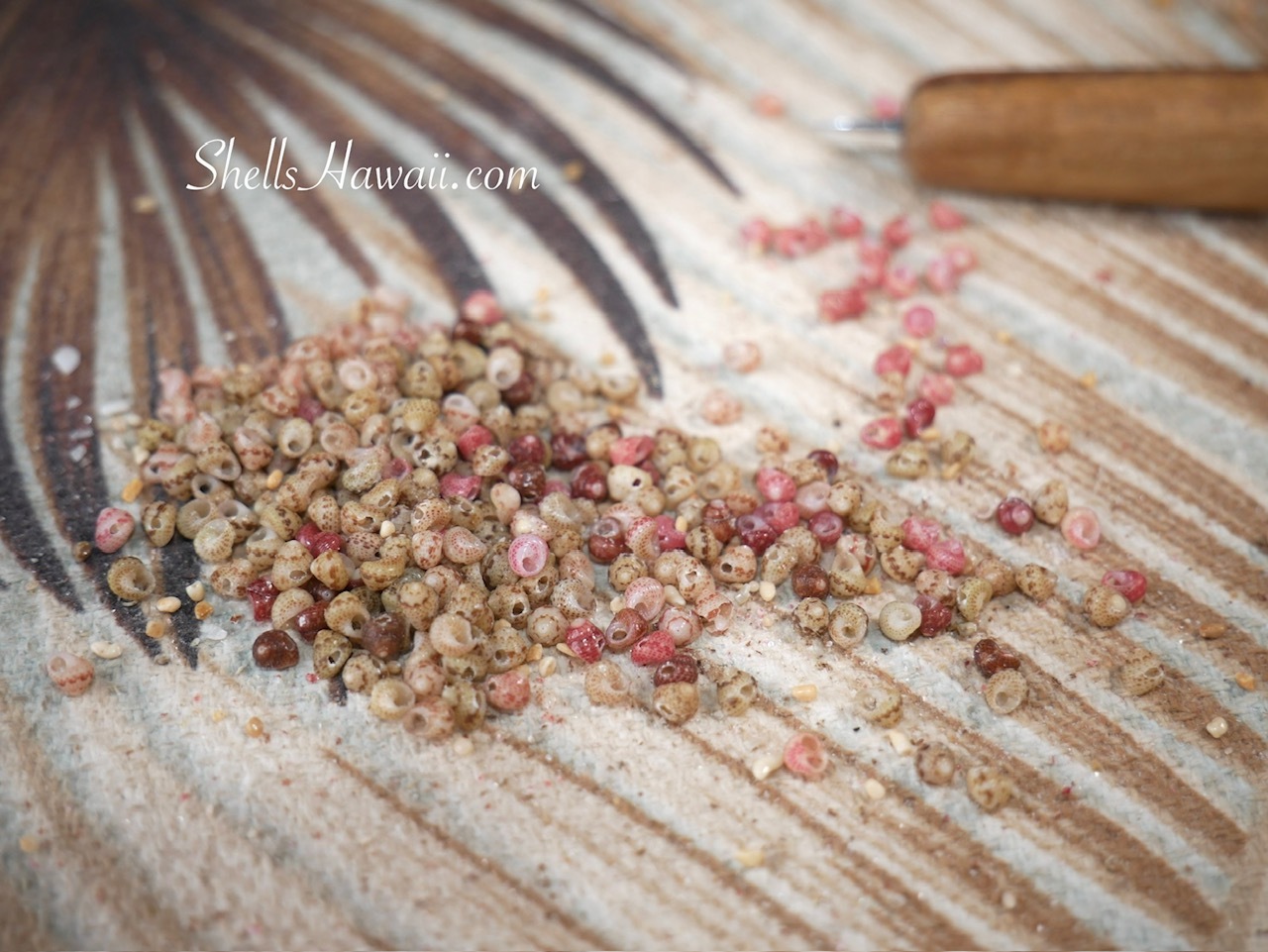 Close-up of genuine Kahelelani shells after hand-poking, showing the small holes prepared for weaving into handmade Hawaiian shell jewelry.
