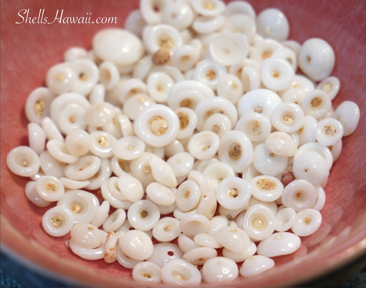 Close-up of genuine Puka shells from Niʻihau in natural white shades with natural sand still inside before cleaning.