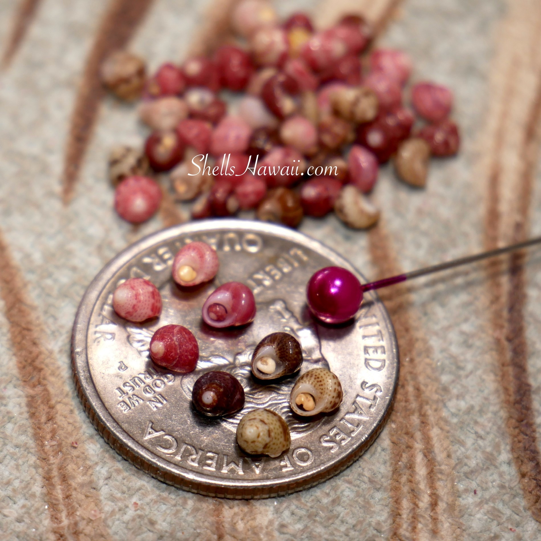 kahelelani shells from Niihau A grade quality