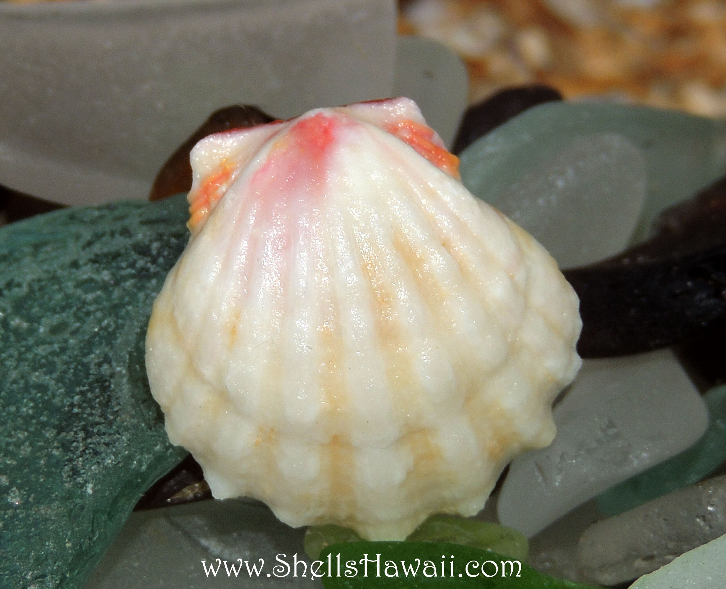 Rare albino-style Hawaiian Sunrise shell featuring soft creamy white coloration with delicate peach, pink, and pale golden tones in excellent natural condition. Genuine Sunrise shell from Hawaiʻi with beautiful ribbed texture and unusually faded pastel appearance prized by shell collectors.