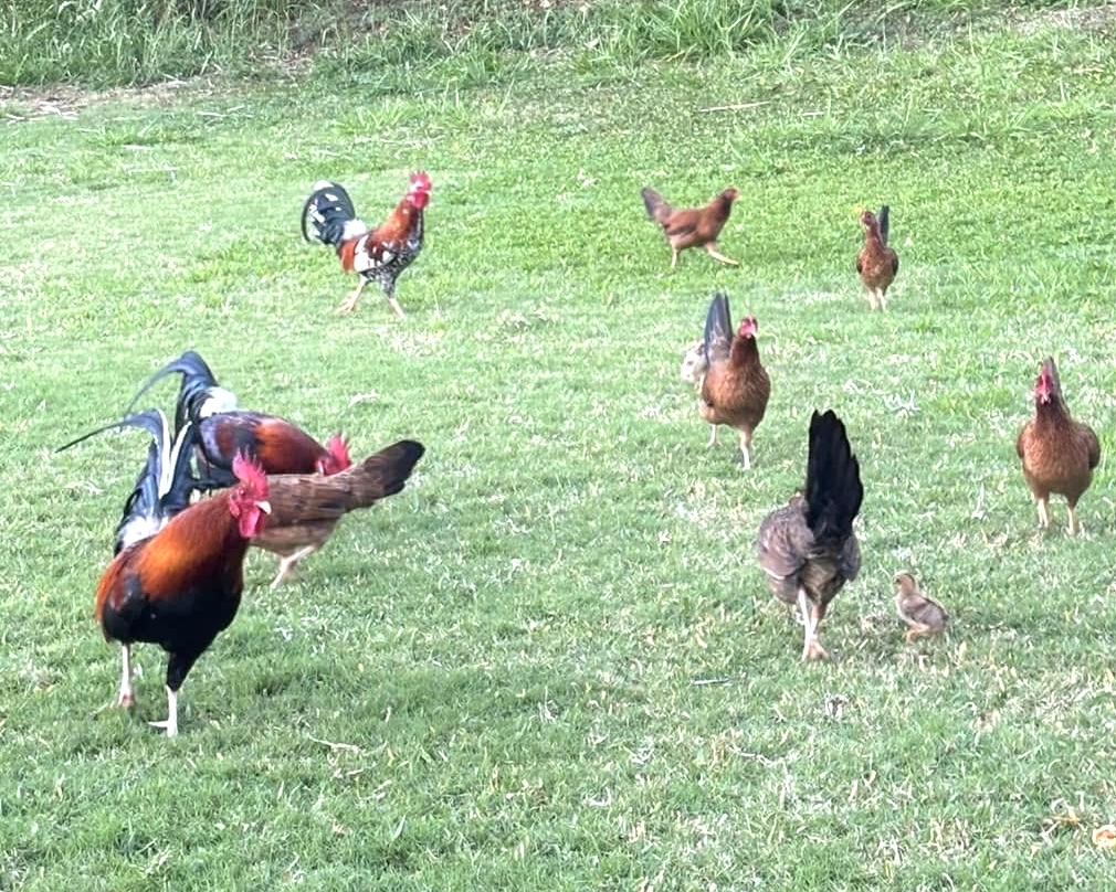 Kauai rosters 