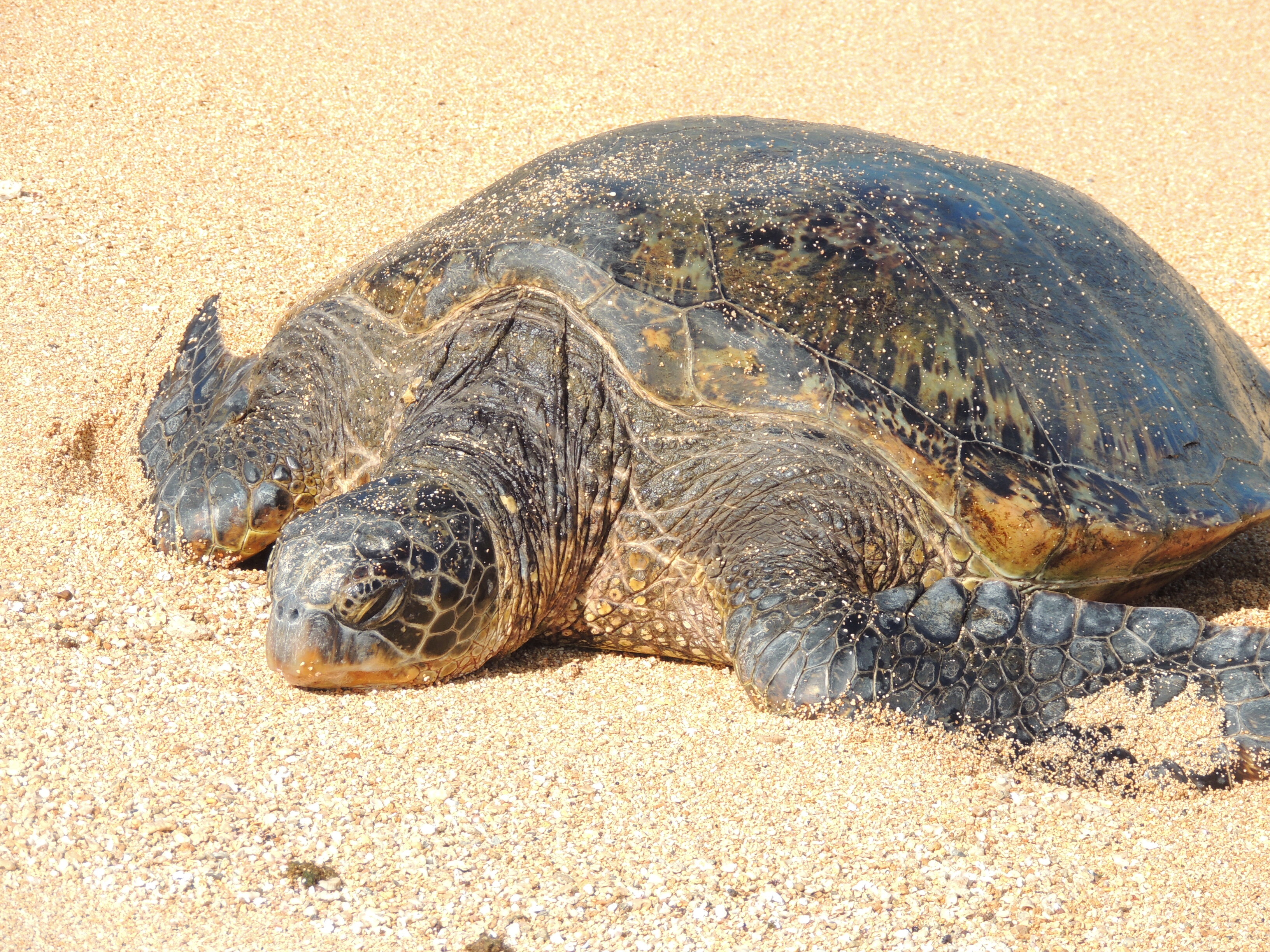 Hawaiian green sea turtle (honu) resting on a golden Kauaʻi beach under the morning sun, surrounded by warm sand and calm waves.