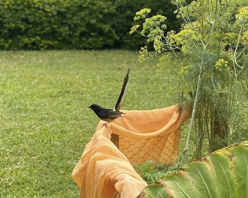Hawaiian Sharma birds 